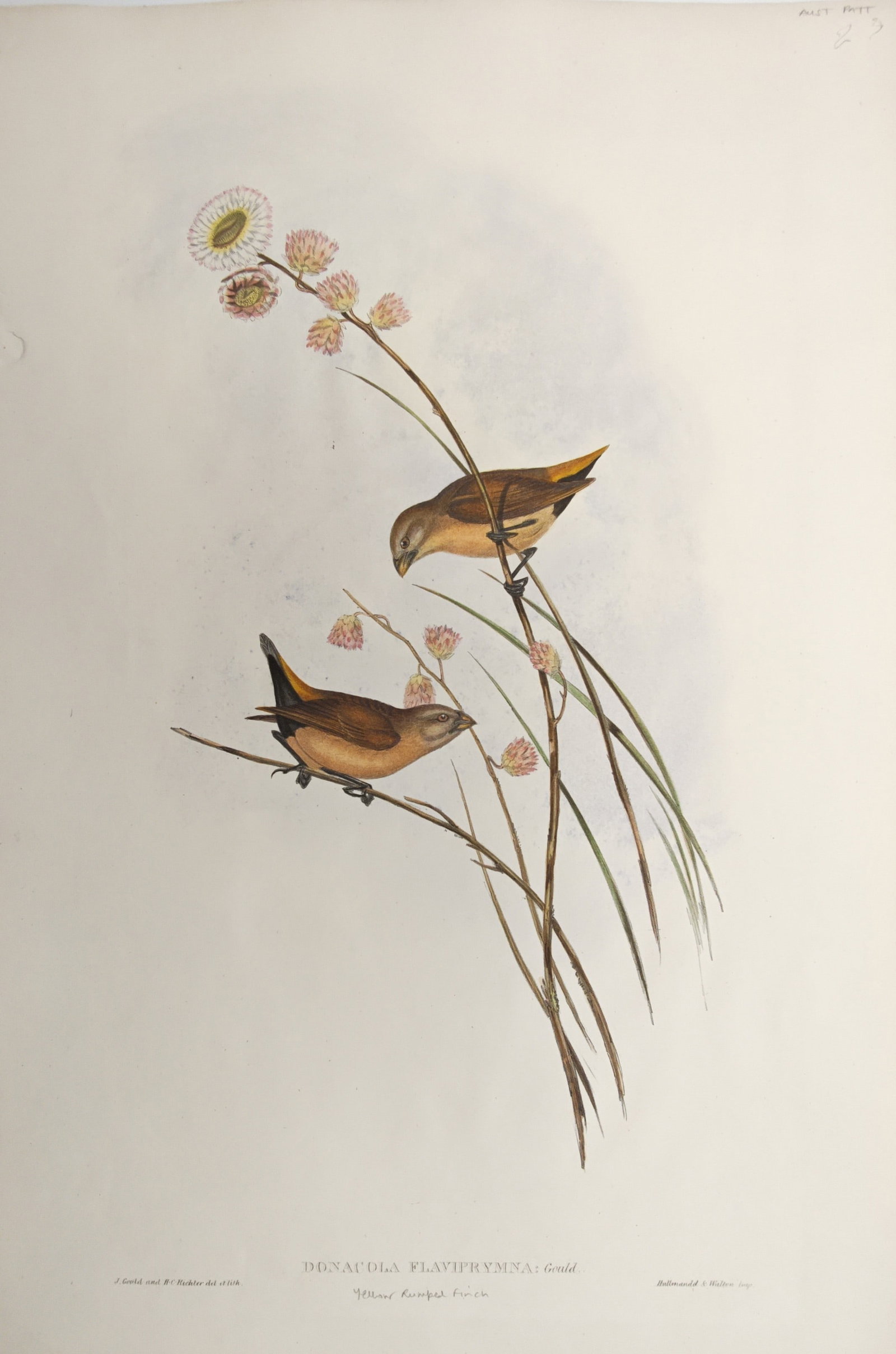 John Gould – Yellow-Rumped Finch – Lithograph (1850–1883): "Yellow-Rumped Finch" presents an ornithological study depicting small grassfinches perched along delicate flowering grassland stems. Published between 1850 and 1883, the composition illustrates the d