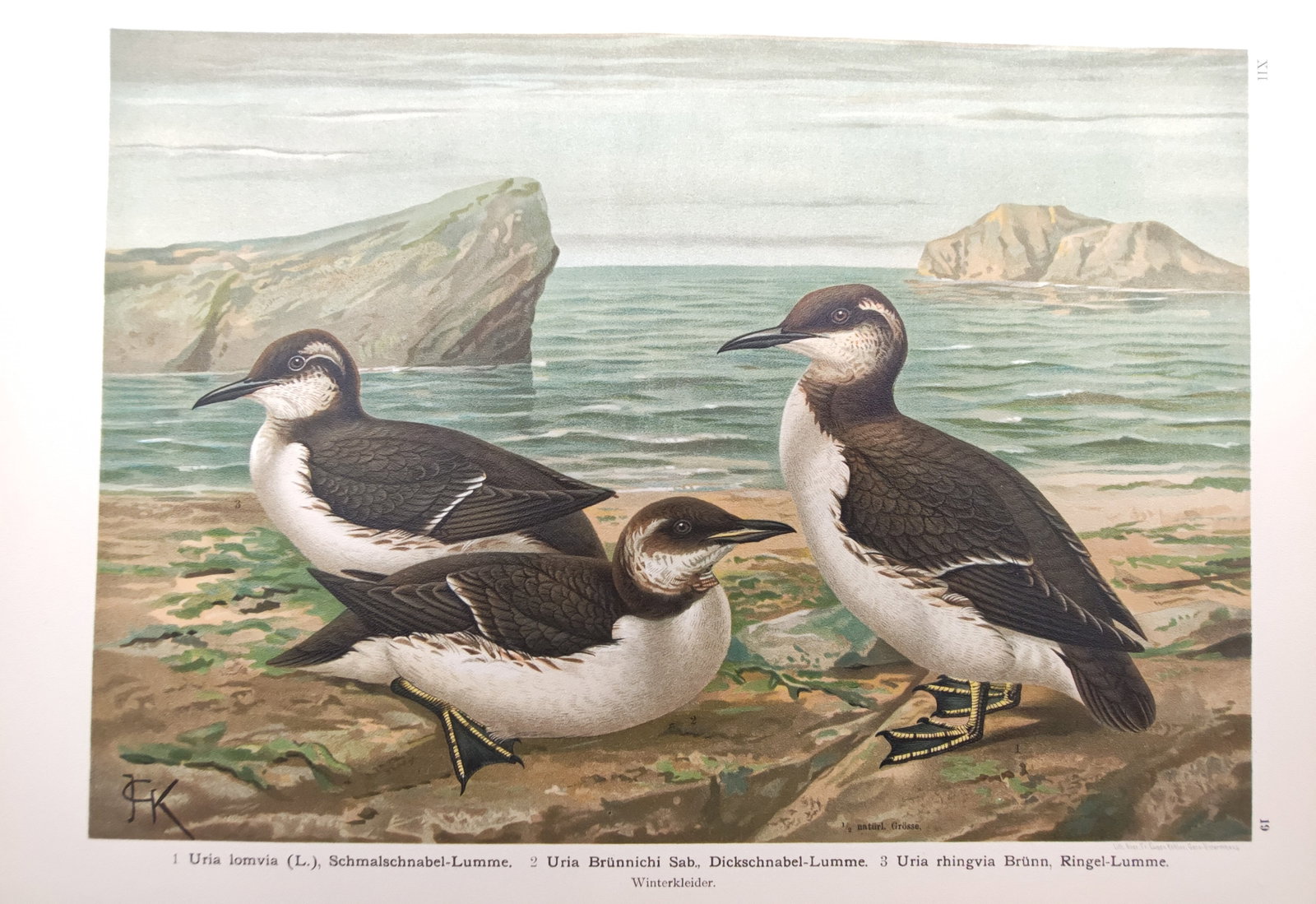 Johann Friedrich Naumann – Common Murre and Thick-Billed Murre – Lithograph (1897–1905) (1 of 2)