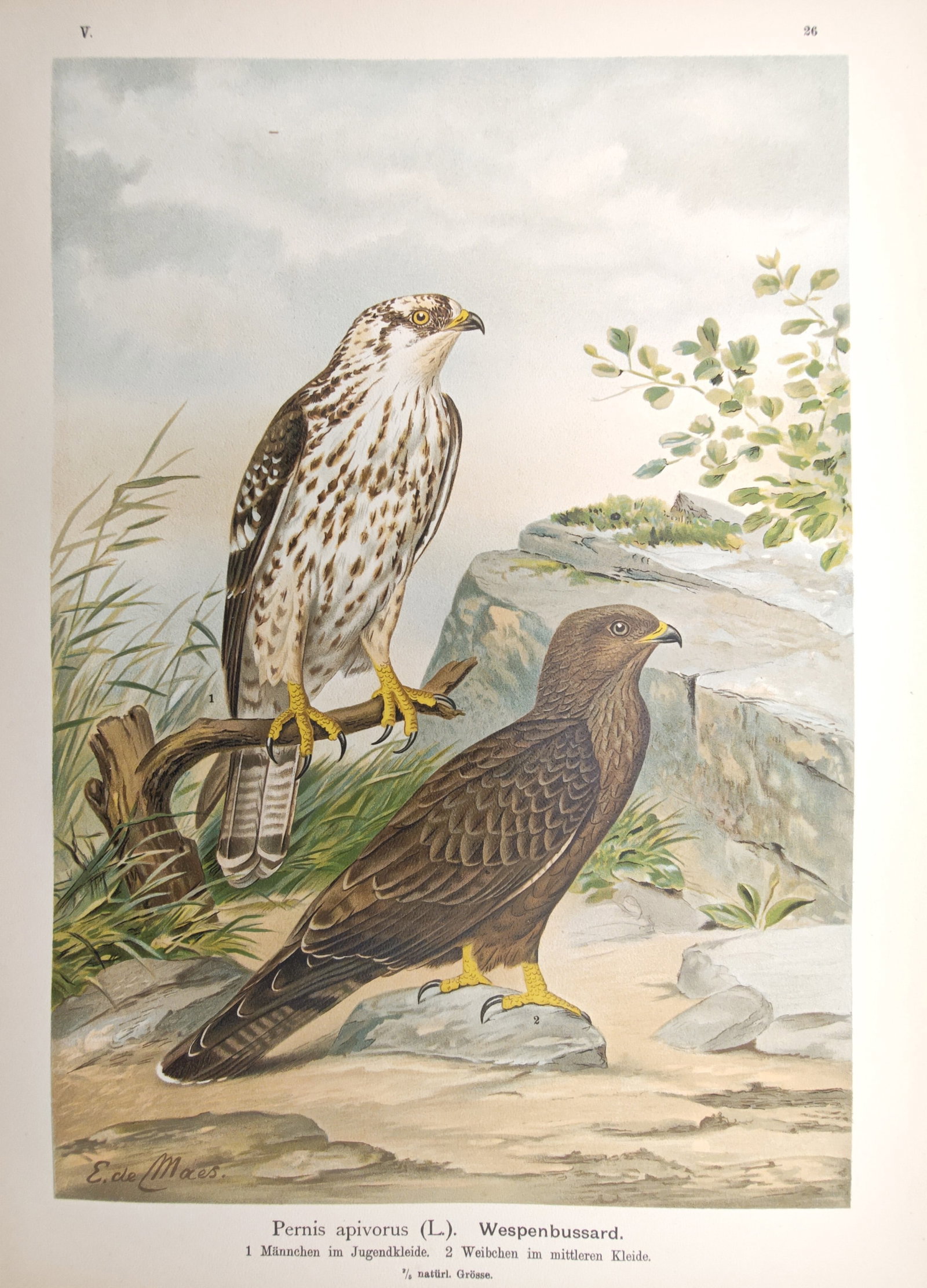 Johann Friedrich Naumann – European Honey Buzzard – Lithograph (1897–1905): "European Honey Buzzard" presents an ornithological study illustrating birds of prey perched upon a weathered branch and rocky outcrop overlooking a gentle landscape. Published between 1897 and 1905, 