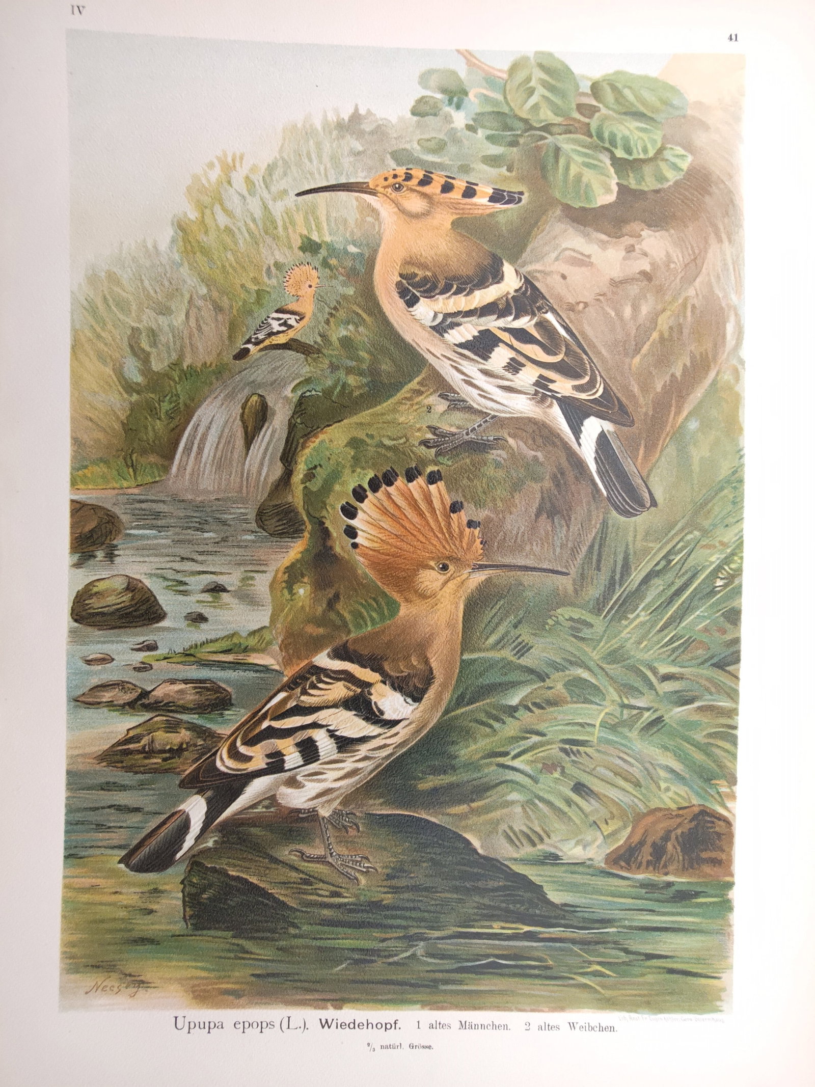 Johann Friedrich Naumann – Eurasian Hoopoe – Lithograph (1897–1905) (1 of 2)