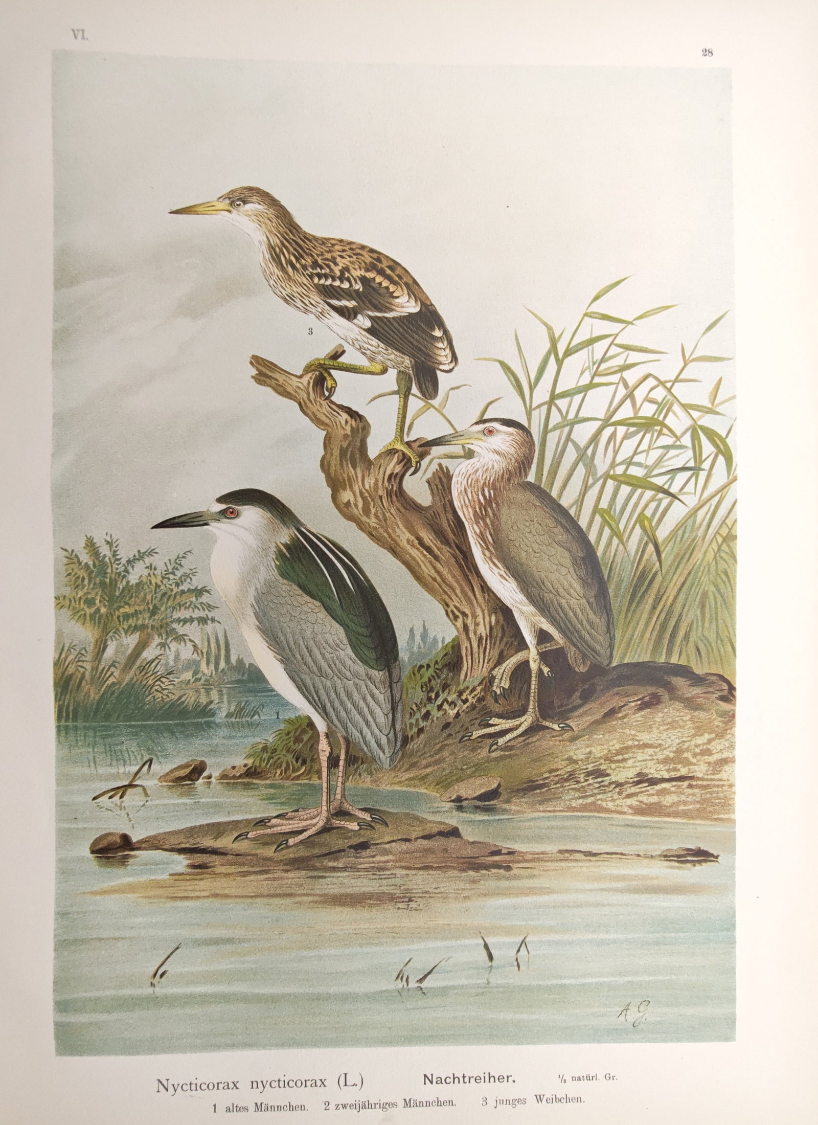 Johann Friedrich Naumann – Black-Crowned Night Heron – Lithograph (1897–1905) (1 of 2)