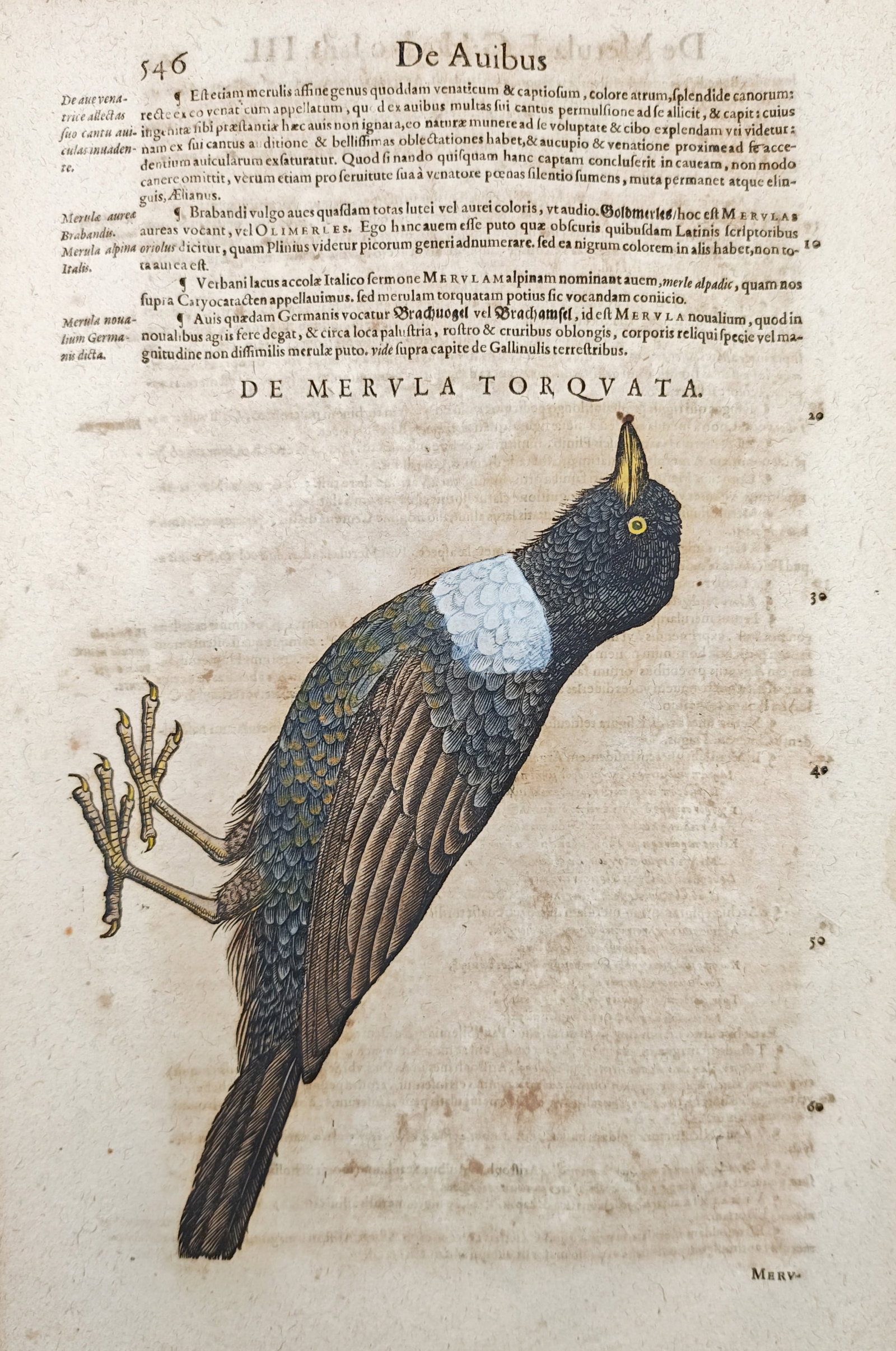 Conrad Gessner – Ring Ouzel – Woodcut (1555): "Of the Ring Ouzel" presents an early Renaissance ornithological woodcut illustrating a ring ouzel alongside classical Latin natural history commentary. Published in 1555 as part of the foundational z