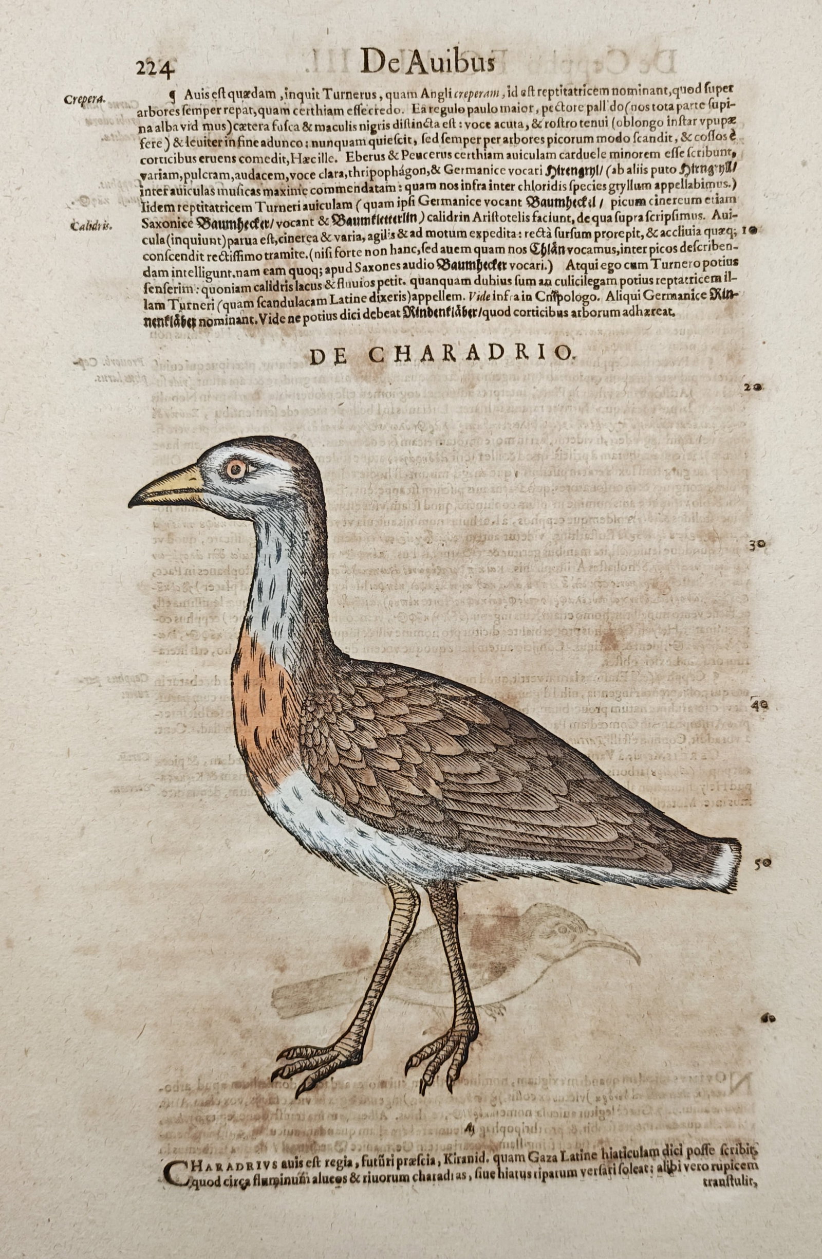 Conrad Gessner – Eurasian Dotterel – Woodcut (1555): "Of the Charadrius" presents an early Renaissance ornithological woodcut illustrating a wading plover alongside scholarly commentary printed in classical Latin typography. Published in 1555 as part of