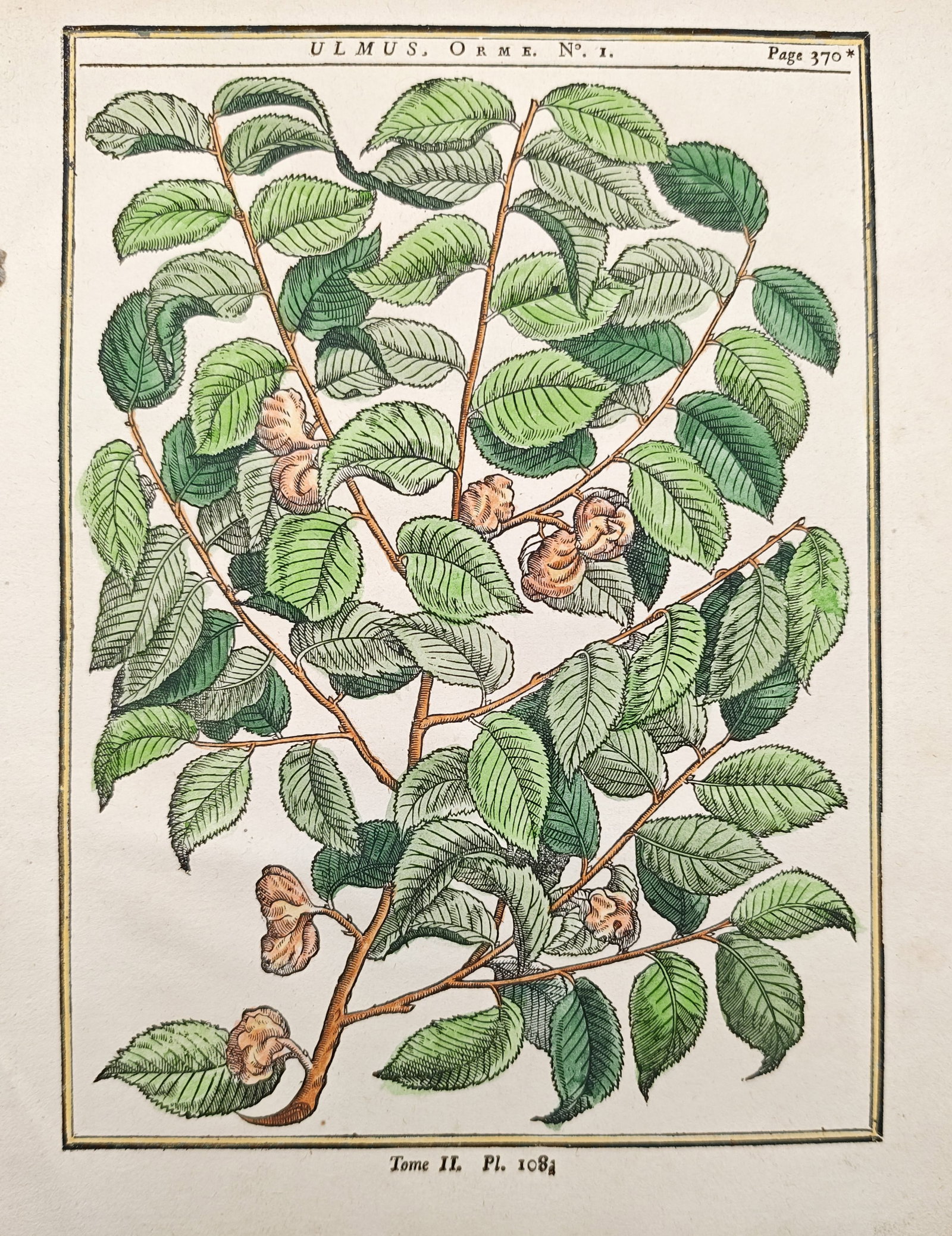 Henri-Louis Duhamel du Monceau – Elm – Woodcut (1755) (1 of 2)