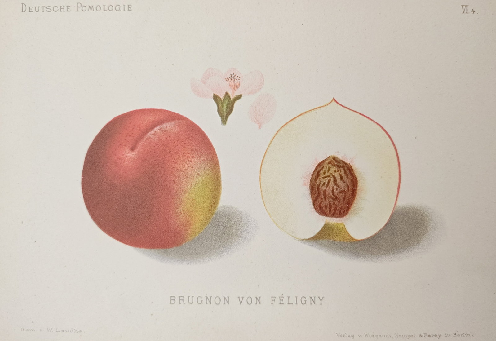 Wilhelm Lauche – Brugnon von Féligny – Lithograph (1879–1884): "Brugnon von Féligny" presents a pomological study illustrating the exterior form, cross-section flesh, and stone of the nectarine cultivar alongside delicate blossom details. Published in Berlin bet