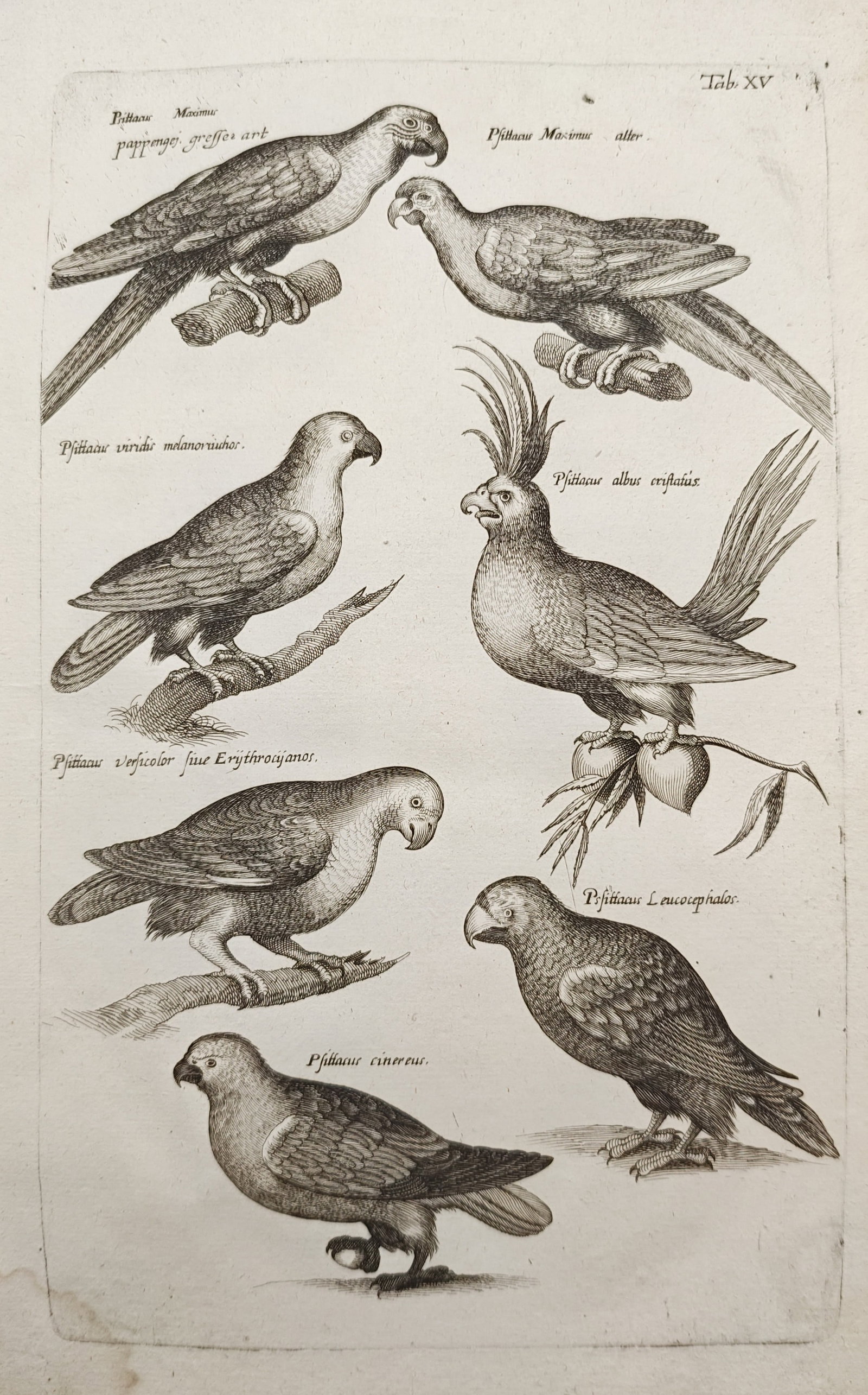 John Jonston – Parrots and Cockatoos – Engraving (1650–1653): "Parrots and Cockatoos" presents a seventeenth-century ornithological study illustrating diverse psittacine species including macaws, parakeets, and a crested cockatoo perched upon branches and restin
