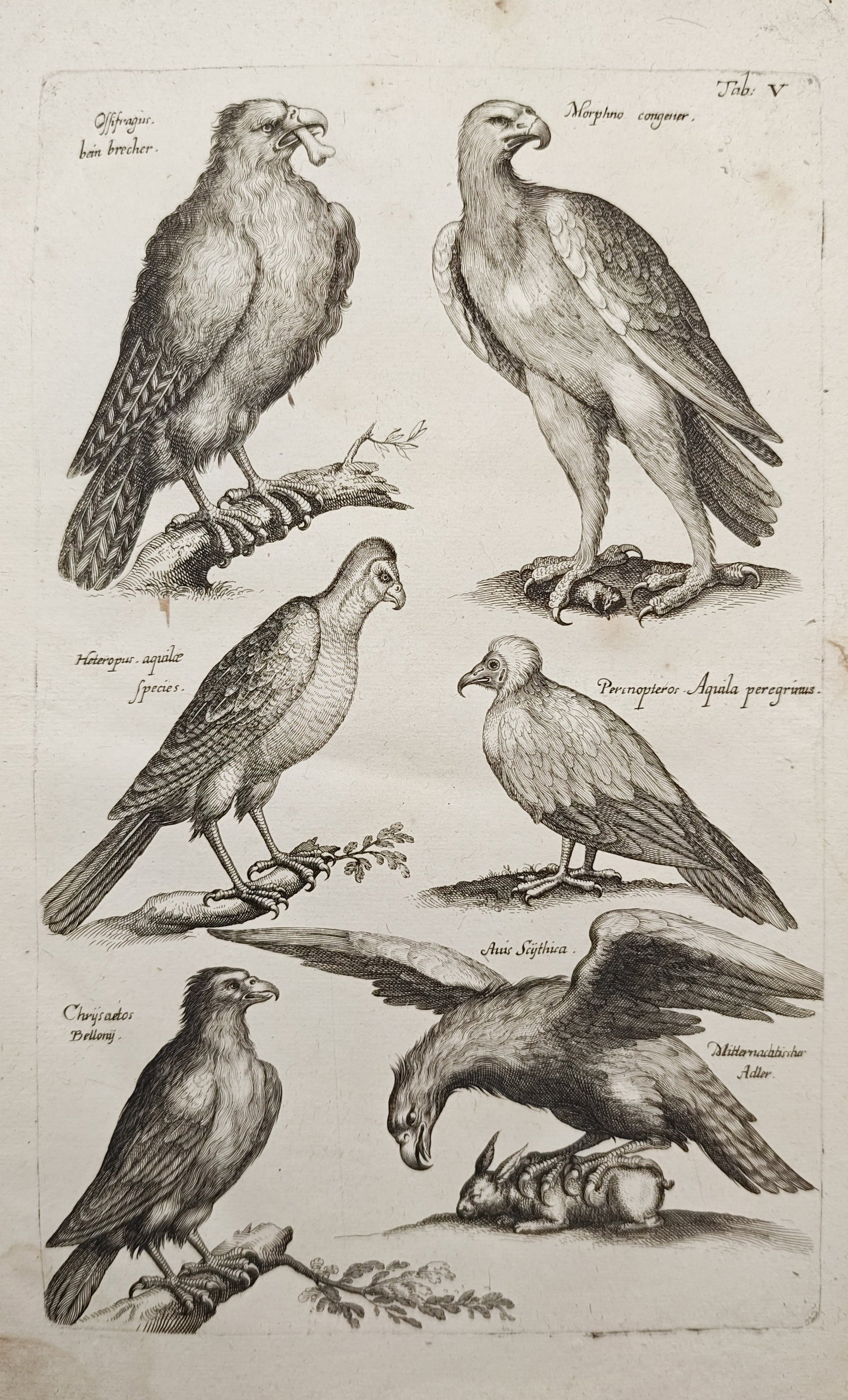 John Jonston – Eagles and Birds of Prey – Engraving (1650–1653): "Eagles and Birds of Prey" presents a seventeenth-century ornithological study illustrating diverse raptor species including eagles, vultures, and falcons in perched and predatory postures. Published 