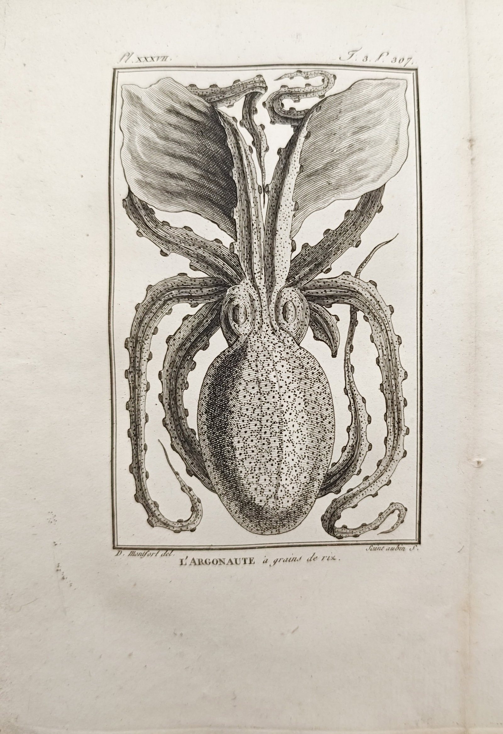Georges-Louis Leclerc, Comte de Buffon – Argonaut with Rice Grains – Engraving (1801–1805): "Argonaut with Rice Grains" presents an early nineteenth-century malacological study illustrating the anatomical structure, spread tentacular webbing, and textured mantle of an argonaut cephalopod. Pu