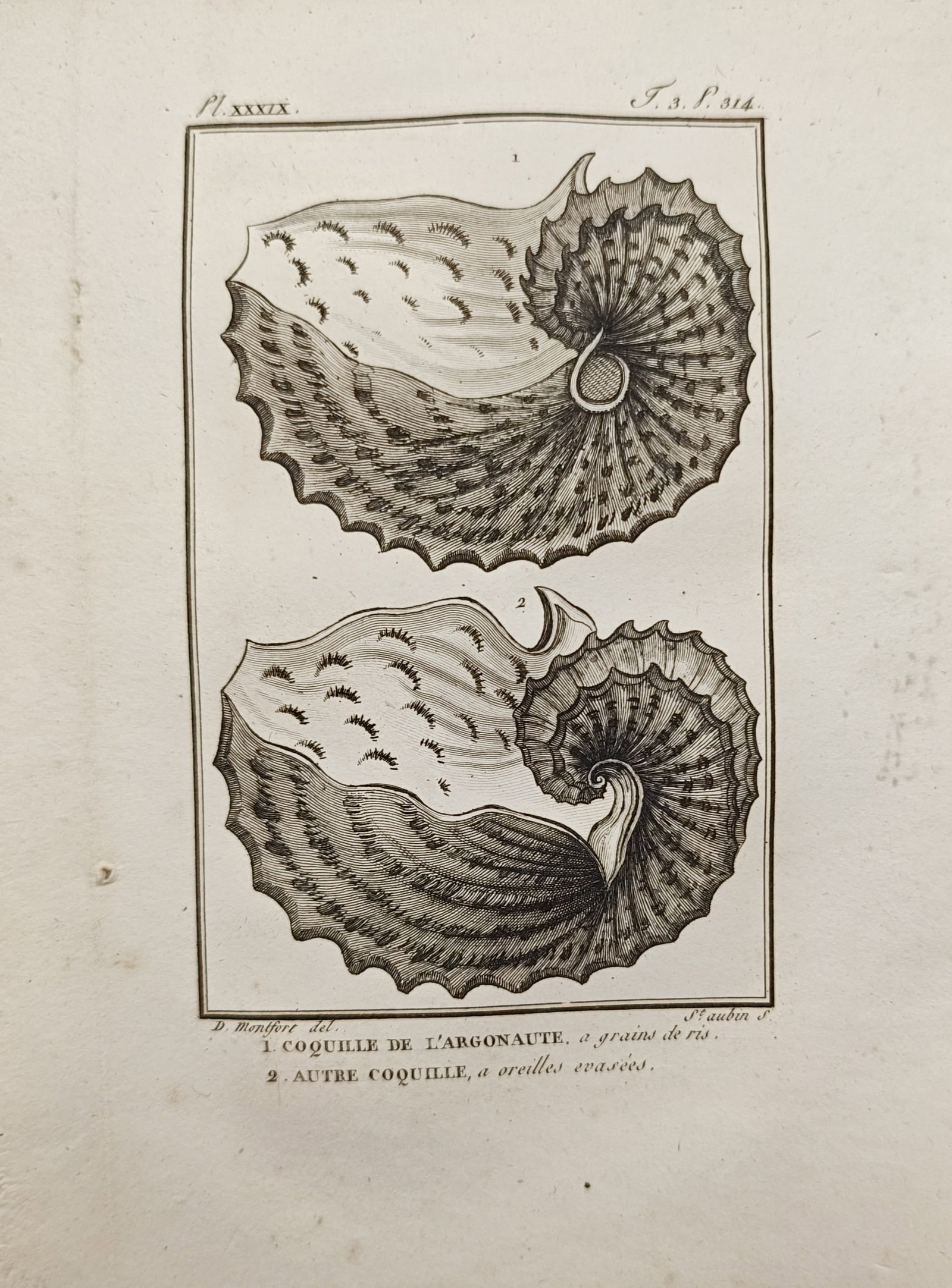 Georges-Louis Leclerc, Comte de Buffon – Argonaut Shells – Engraving (1801–1805) (1 of 2)