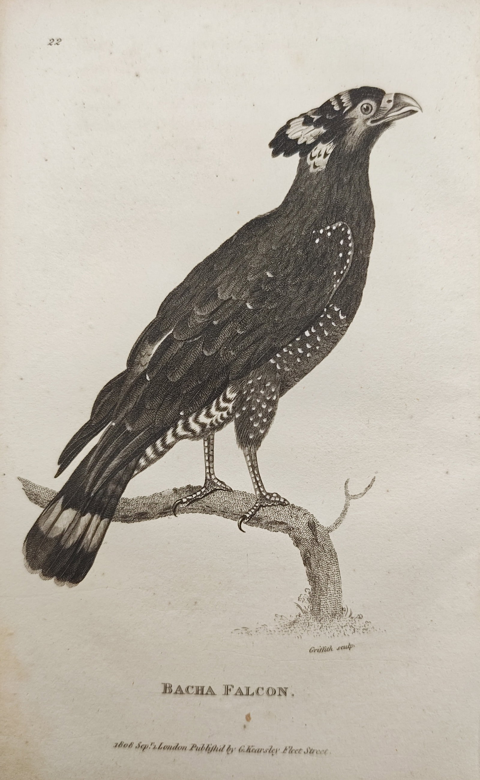 George Shaw – Bacha Falcon – Engraving (1808): "Bacha Falcon" presents an early nineteenth-century ornithological study illustrating a crested bird of prey perched upon a weathered branch. Published in 1808, the copperplate engraving documents the