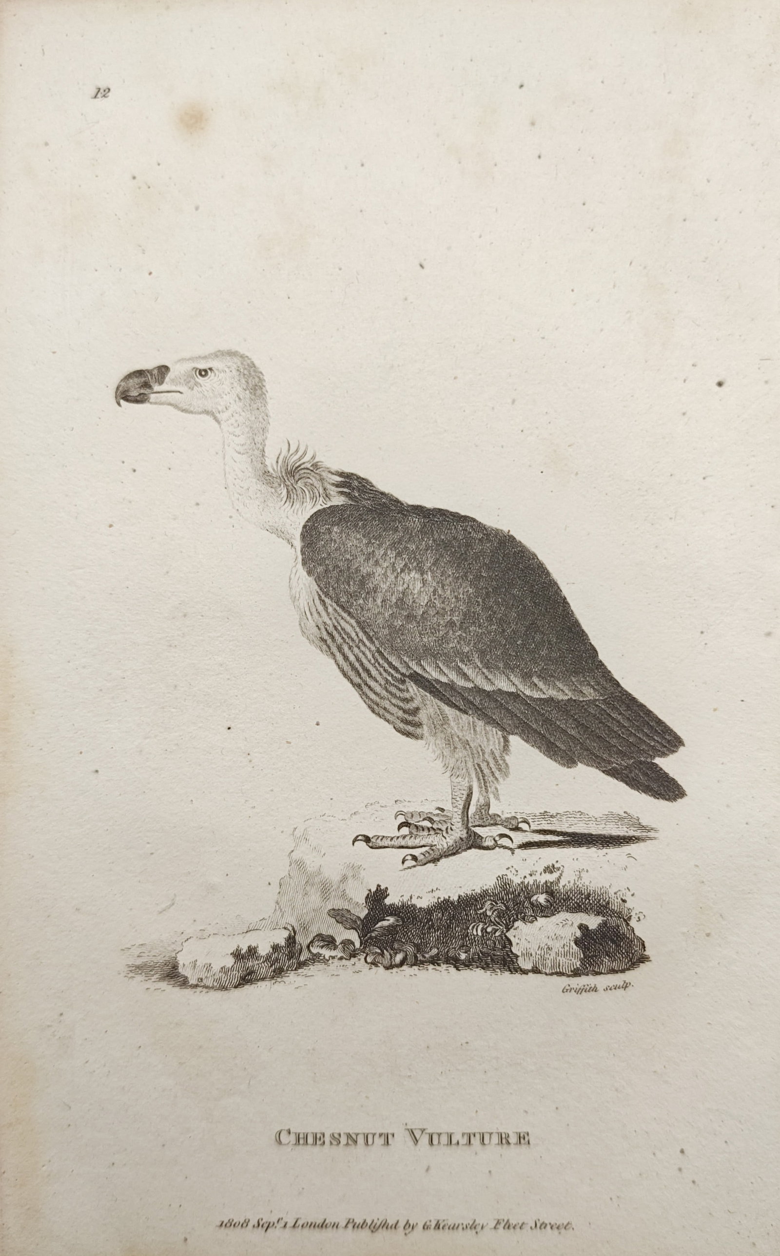 George Shaw – Chesnut Vulture – Engraving (1808): "Chesnut Vulture" presents an early nineteenth-century ornithological study illustrating the Old World scavenger standing in profile upon rocky ground. Published in 1808, the copperplate engraving doc