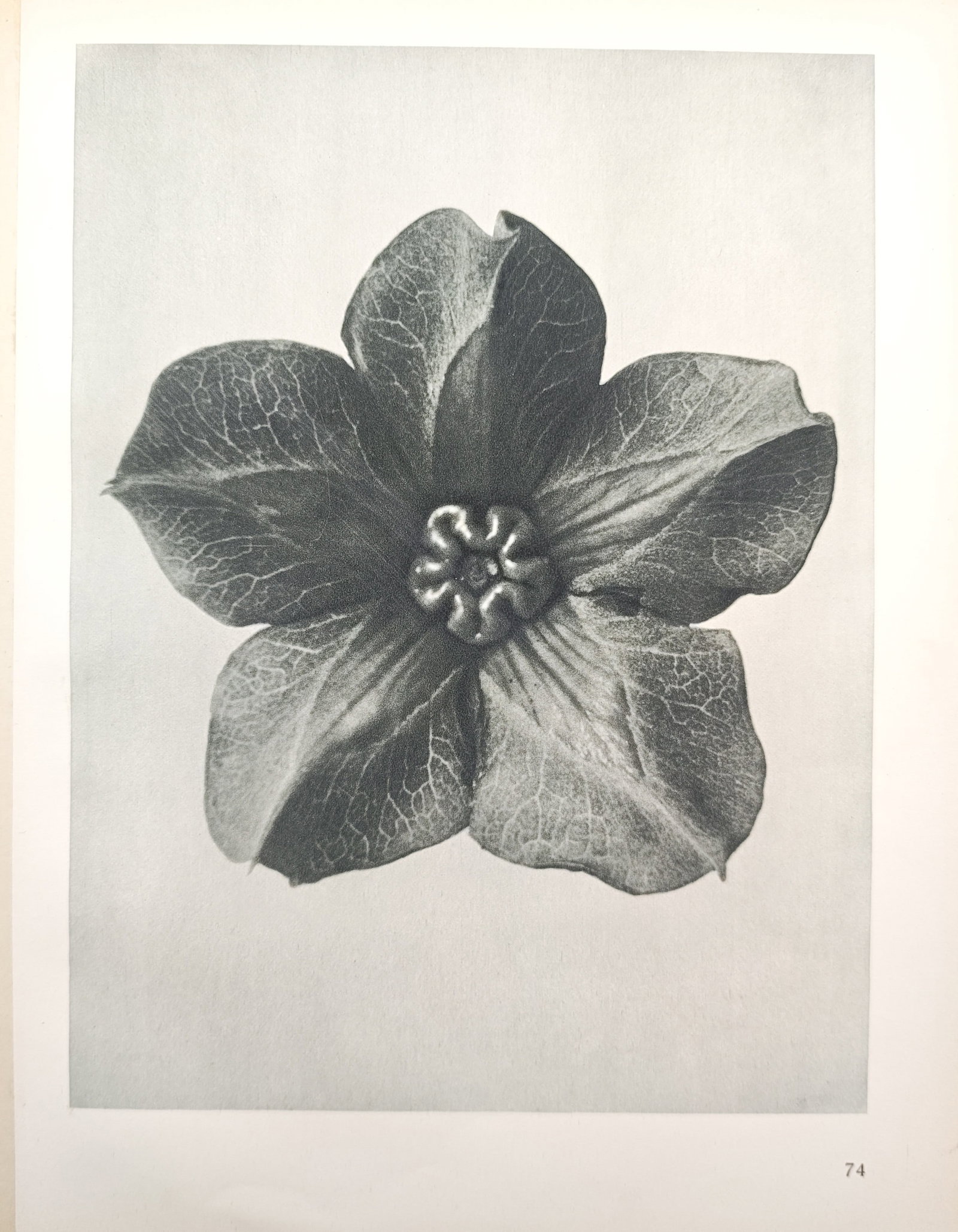 Karl Blossfeldt,after – Chinese Lantern Flower – Offset print (20th Century) (1 of 2)