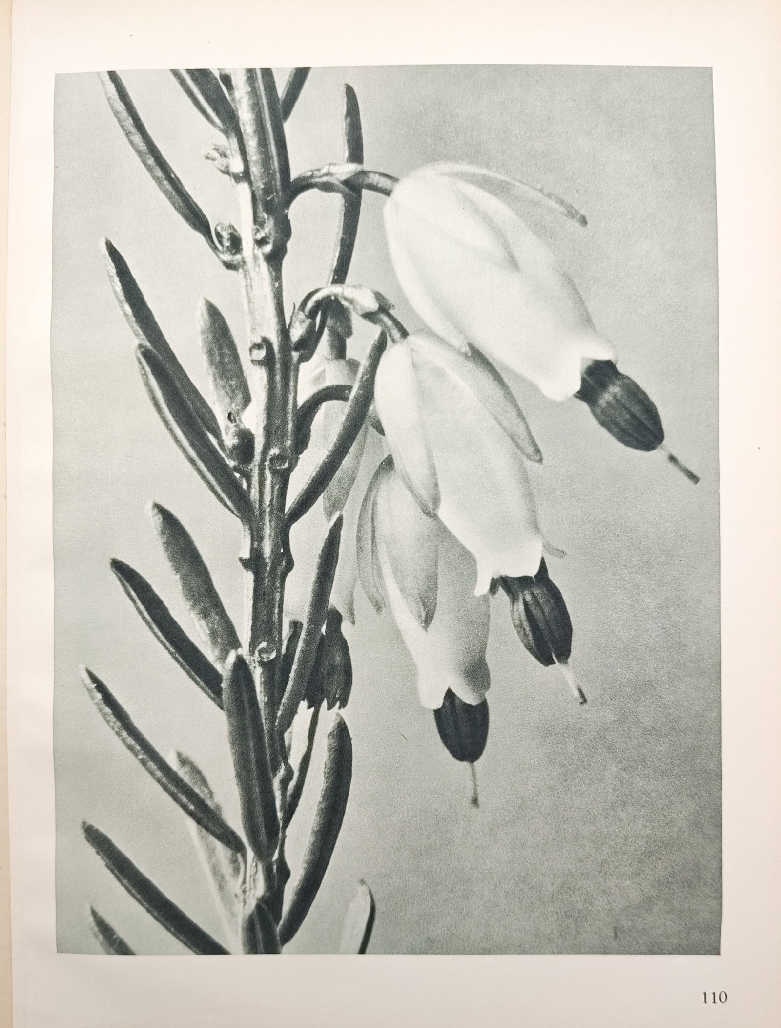 Karl Blossfeldt,after – Winter Heath – Offset print (20th Century): "Winter Heath" presents a magnified botanical study illustrating the bell-shaped blossoms and slender needle-like leaves of an Erica plant. Published during the twentieth century, the offset print cap