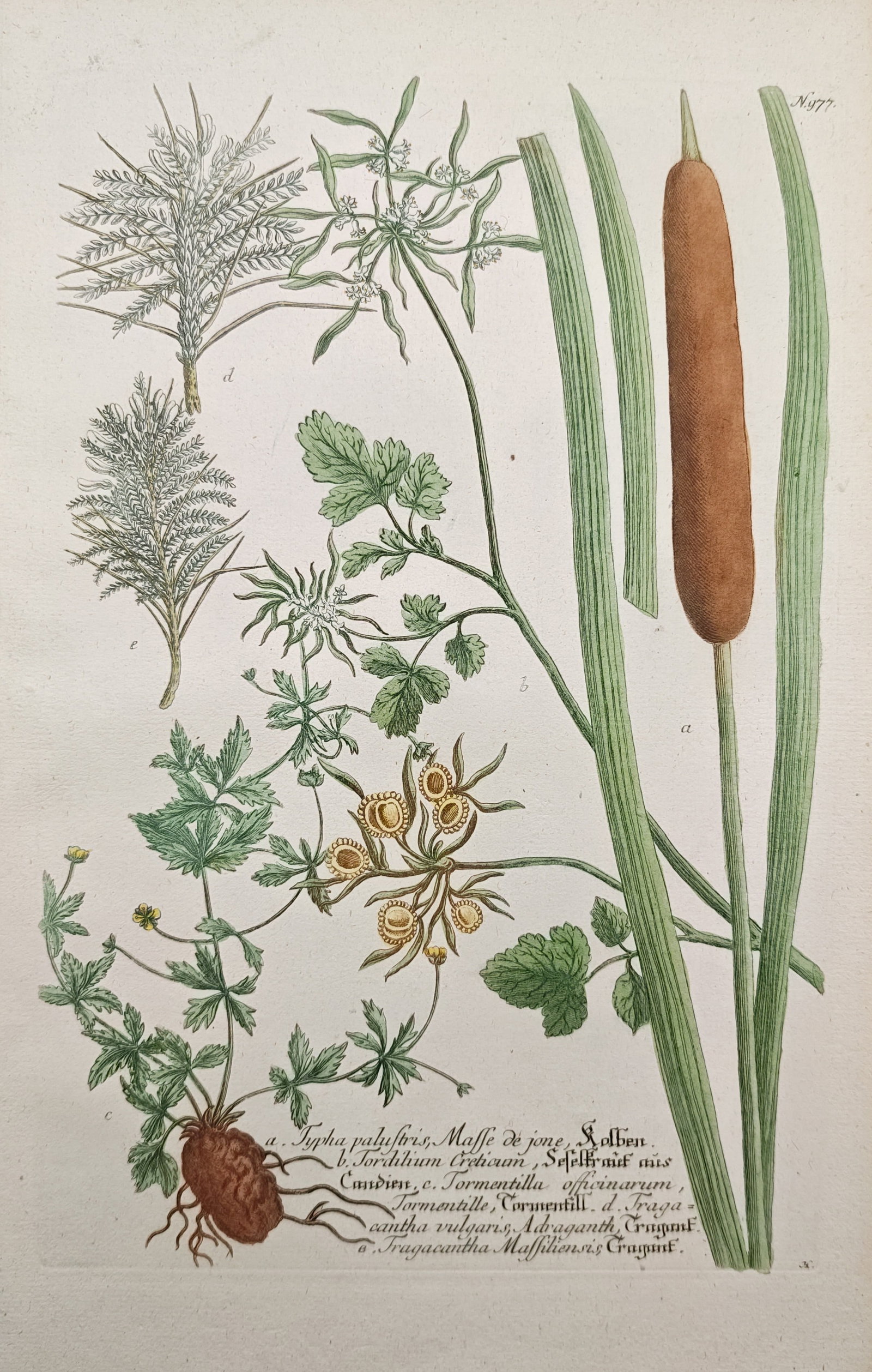 Johann Wilhelm Weinmann – Marsh Cattail and Common Tormentil Varieties – Mezzotint (1745) (1 of 2)