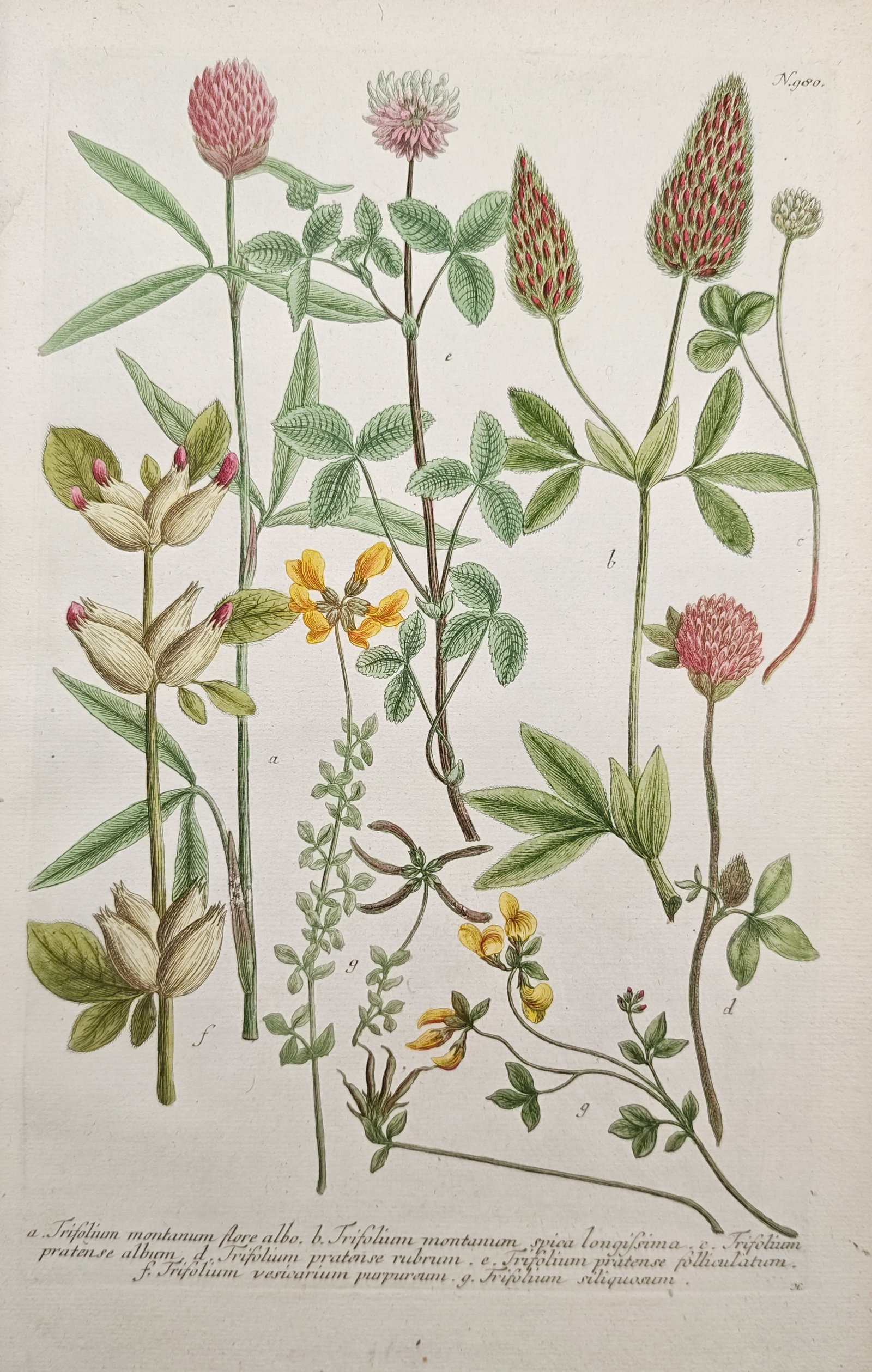 Johann Wilhelm Weinmann – White Mountain Clover and Meadow Clover Varieties – Mezzotint: "White-Flowered Mountain Clover and Meadow Clover" presents an intricate botanical study displaying various clover species adorned with rounded blossom heads, elongated flower spikes, and characterist