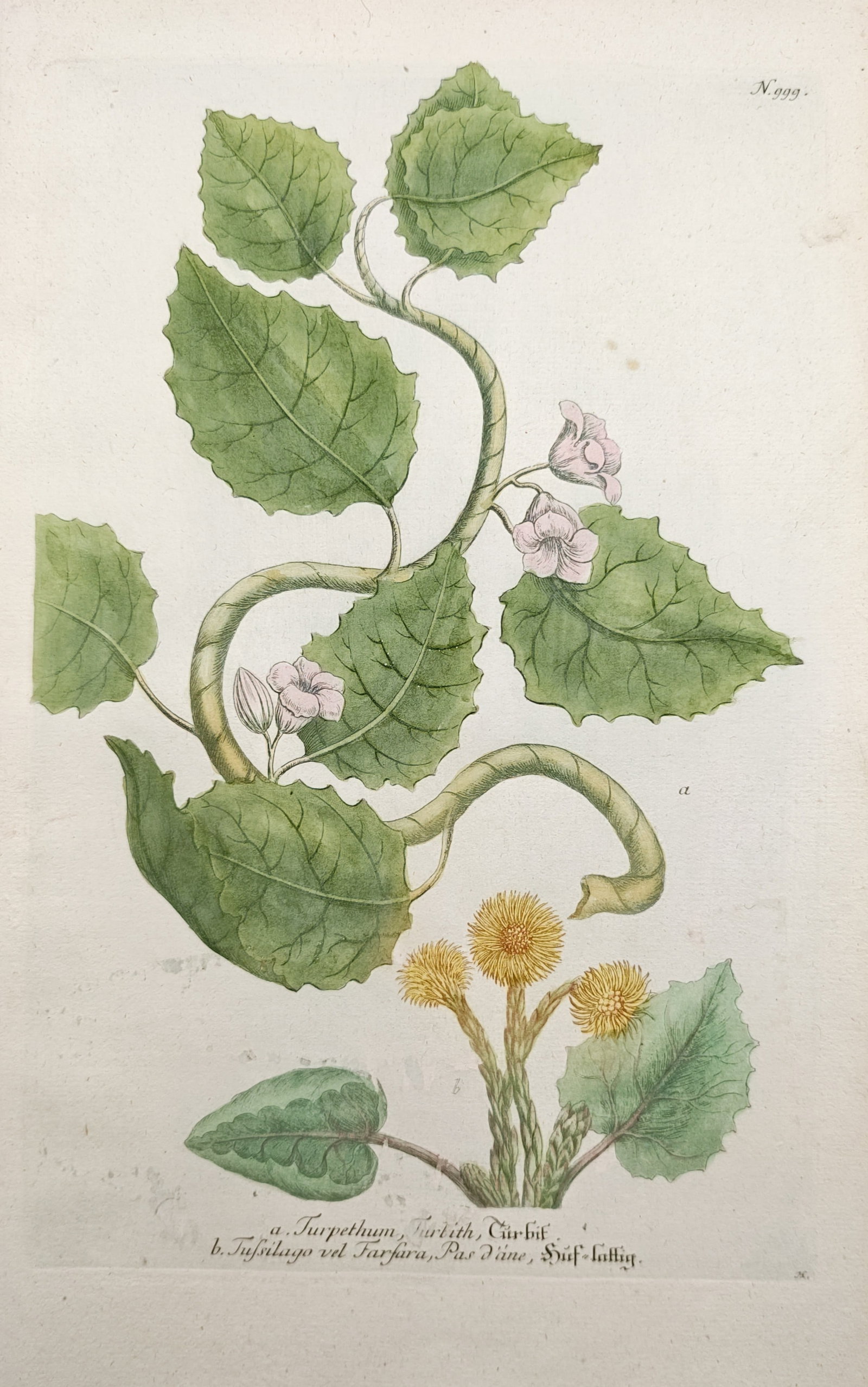 Johann Wilhelm Weinmann – Turpeth and Coltsfoot Varieties – Mezzotint (1745): "Turpeth and Coltsfoot" presents a detailed botanical study displaying the climbing stems and pale blossoms of the turpeth vine alongside the distinctive broad leaves and bright flower heads of coltsf