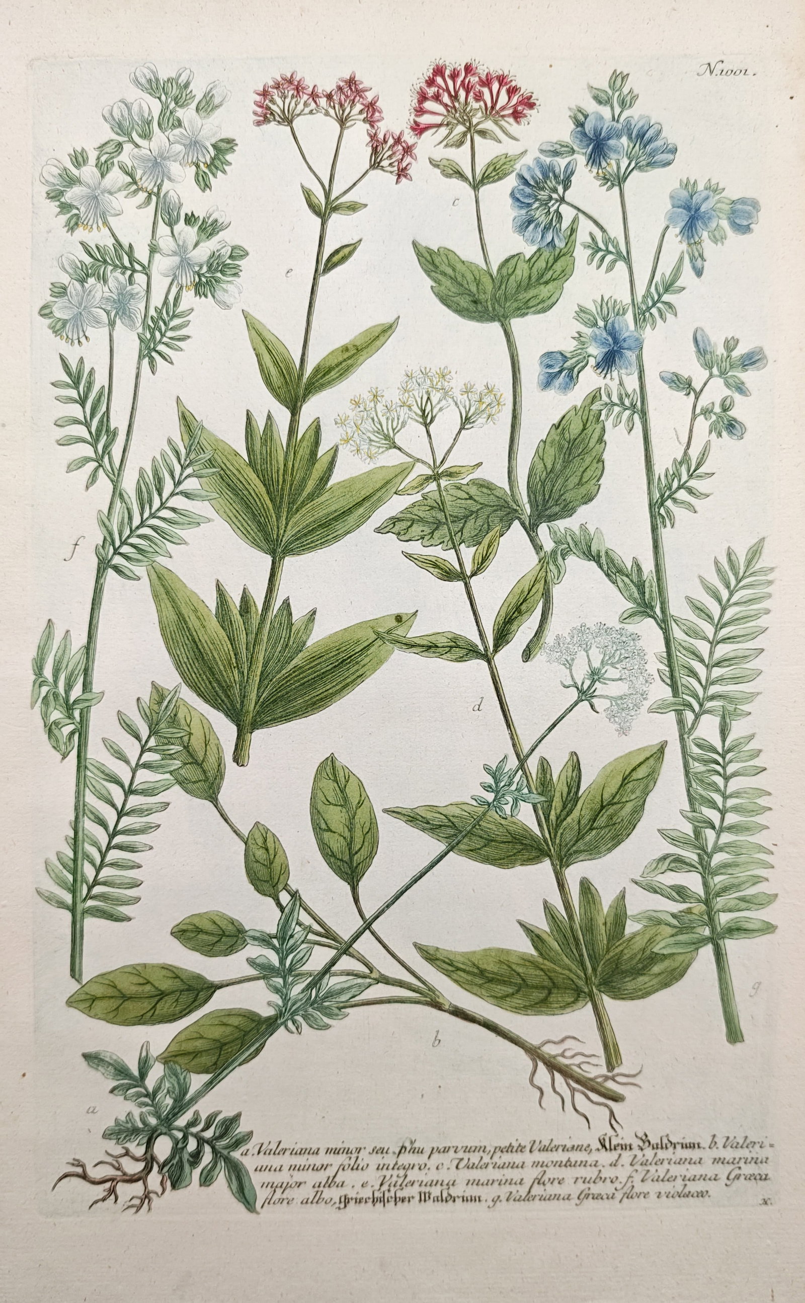 Johann Wilhelm Weinmann – Valerian and Greek Valerian Varieties – Mezzotint (1745) (1 of 2)