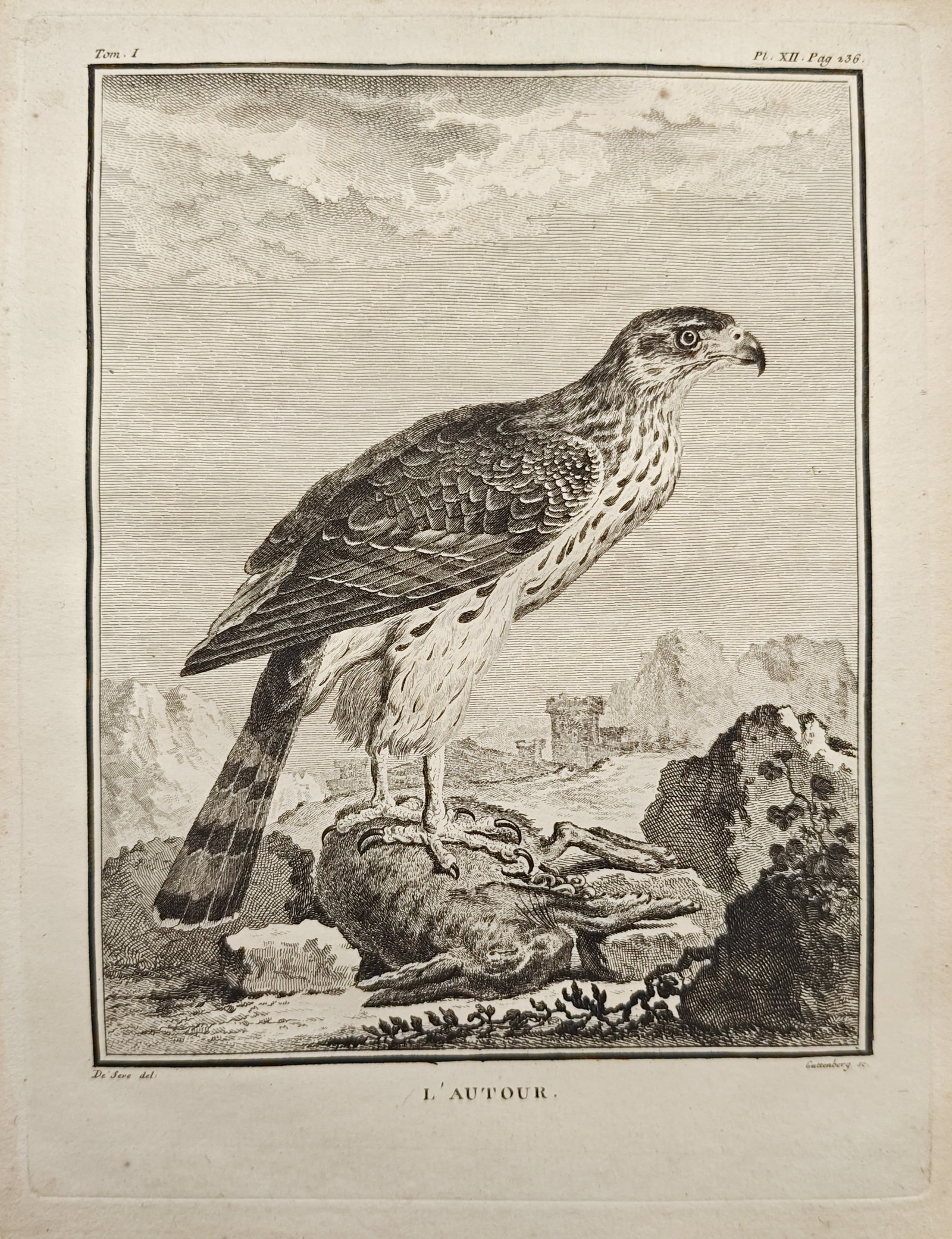 Georges-Louis Leclerc de Buffon – The Goshawk – Engraving (18th Century): "The Goshawk" depicts a predatory bird standing atop a rocky outcrop with prey against a wide mountainous landscape featuring distant architectural ruins. Dating to the 18th century, this ornithologic