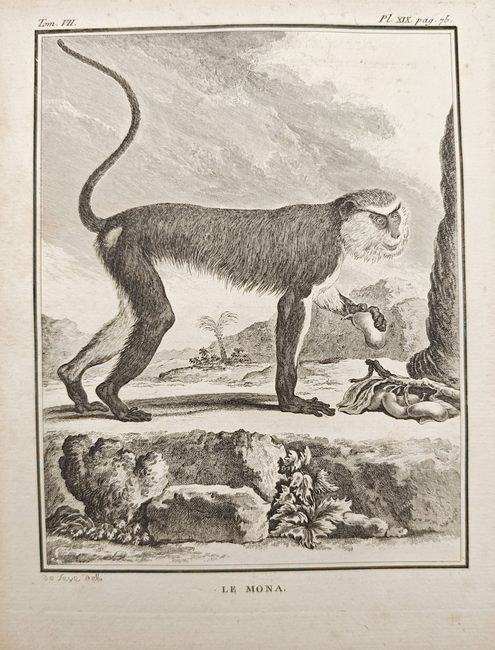 Georges-Louis Leclerc de Buffon – The Mona Monkey – Engraving (18th Century) (1 of 2)