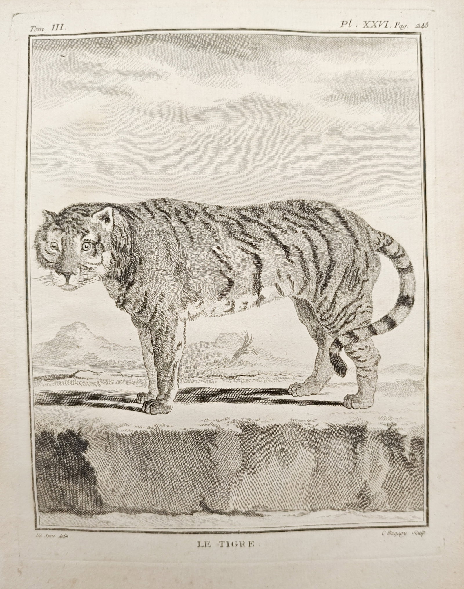 Georges-Louis Leclerc de Buffon – The Tiger – Engraving (18th Century): "The Tiger" depicts a large striped wildcat standing in profile upon elevated ground against an open landscape with distant rolling terrain. Dating to the 18th century, this zoological engraving illus