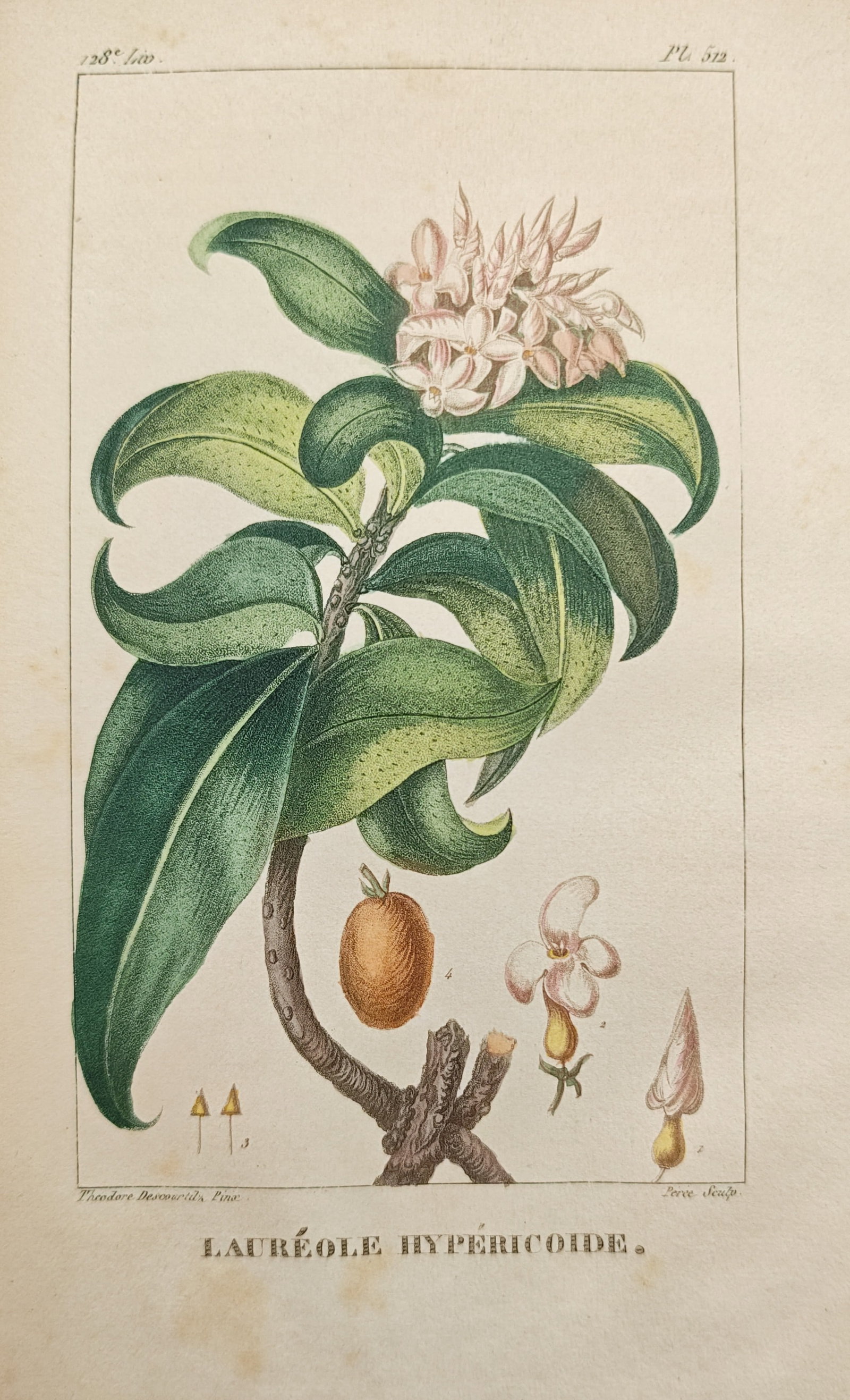 Théodore Descourtilz – Hypericum-Leaved Spurge Laurel – Hand-Colored Engraving (c. 1828): "Hypericum-Leaved Spurge Laurel" presents a botanical study illustrating a flowering branch with curved foliage, a dense terminal cluster of delicate pale blossoms, and fruit alongside anatomical diss
