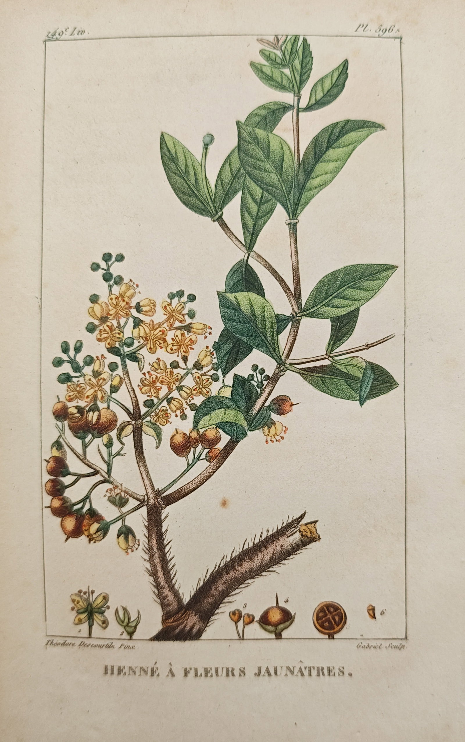 Théodore Descourtilz – Yellowish-Flowered Henna – Hand-Colored Engraving (c. 1828): "Yellowish-Flowered Henna" presents a botanical study illustrating a woody branching stem bearing pointed green leaves, clusters of small yellowish blossoms, and rounded seed capsules alongside anatom