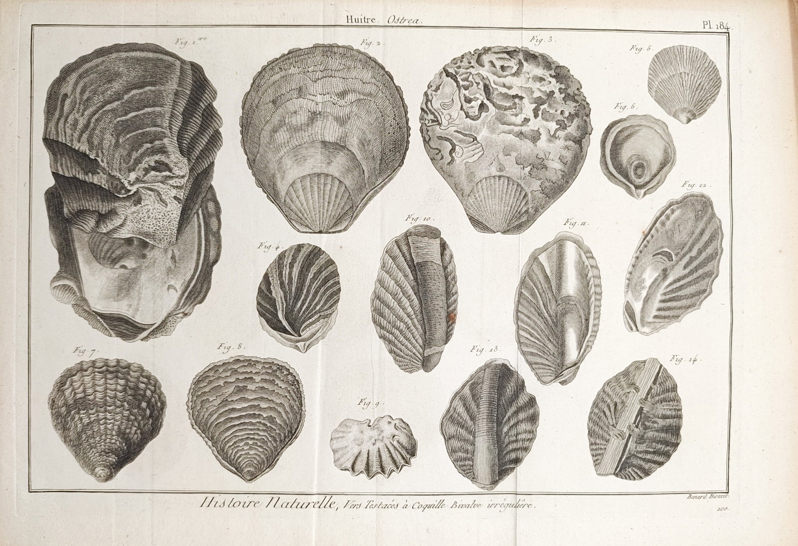 Robert Bénard – Natural History, Oyster Shells – Engraving (18th Century): "Natural History, Shelled Worms with Irregular Bivalve Shells" presents a detailed conchological study illustrating various specimens and profiles of oysters belonging to the genus Ostrea. Dating to t