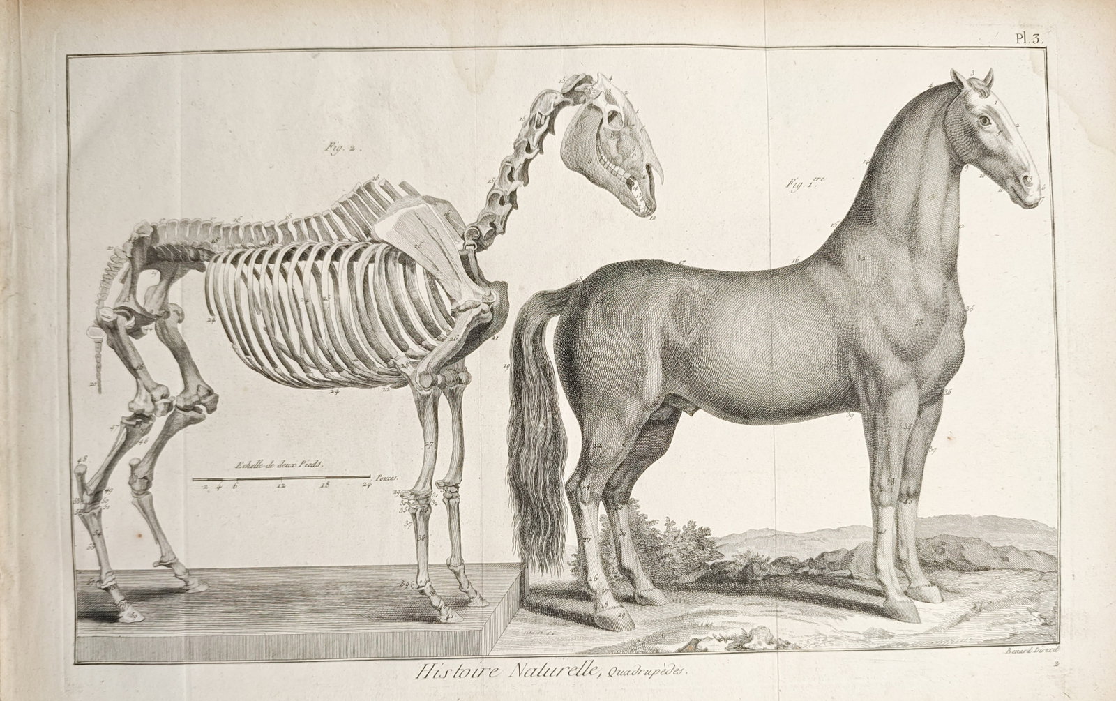 Robert Bénard – Natural History, Equine Anatomy and Skeleton – Engraving (18th Century): "Natural History, Quadrupeds" presents a comparative anatomical study of a horse shown in full muscular profile alongside its articulated skeletal structure. Dating to the 18th century, the scientific