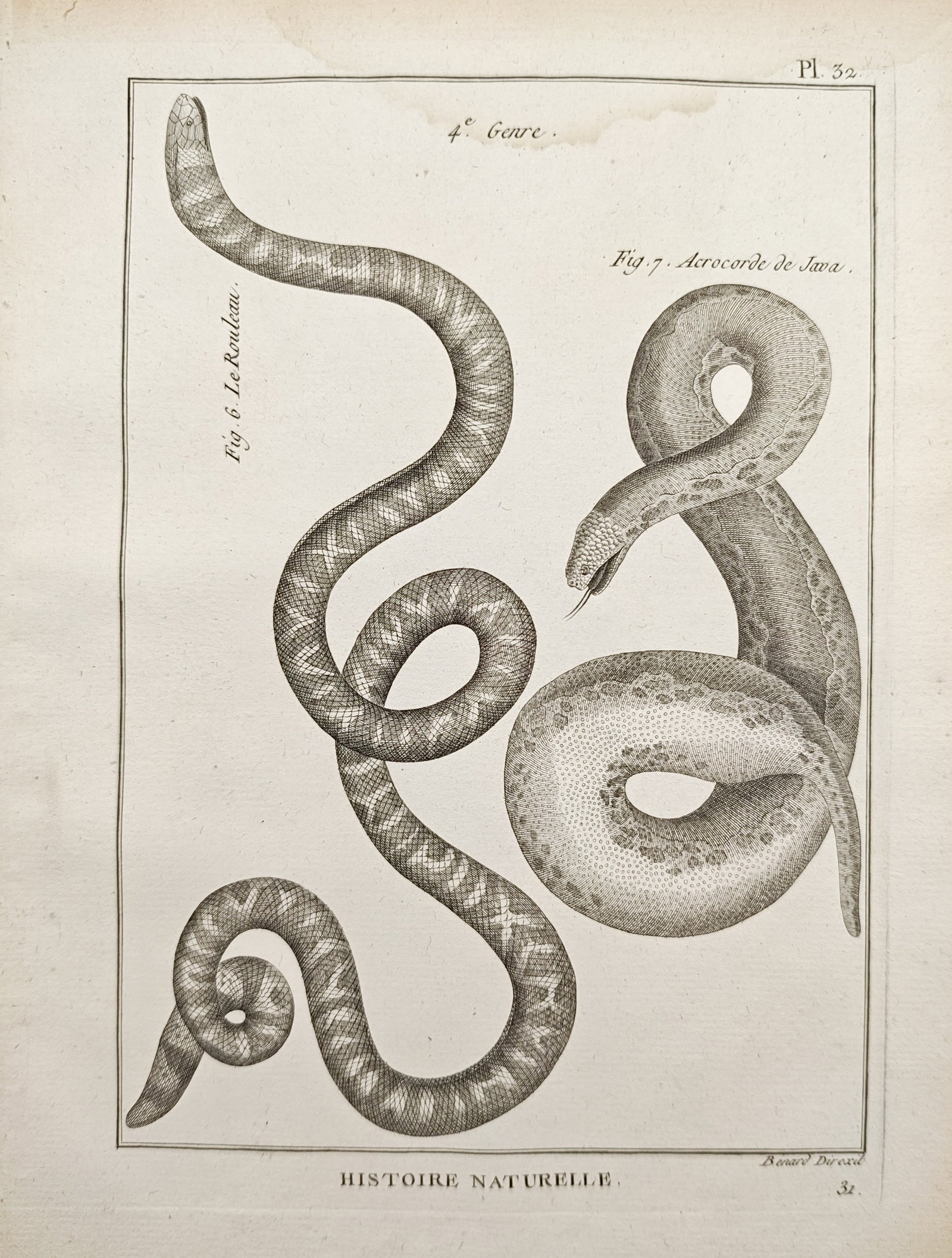 Robert Bénard – Natural History, Pipe Snake and Javan File Snake – Engraving (18th Century): "Natural History" presents a herpetological study illustrating coiled serpents showing diverse scale patterns and bodily structures. Dating to the 18th century, the scientific engraving renders the di