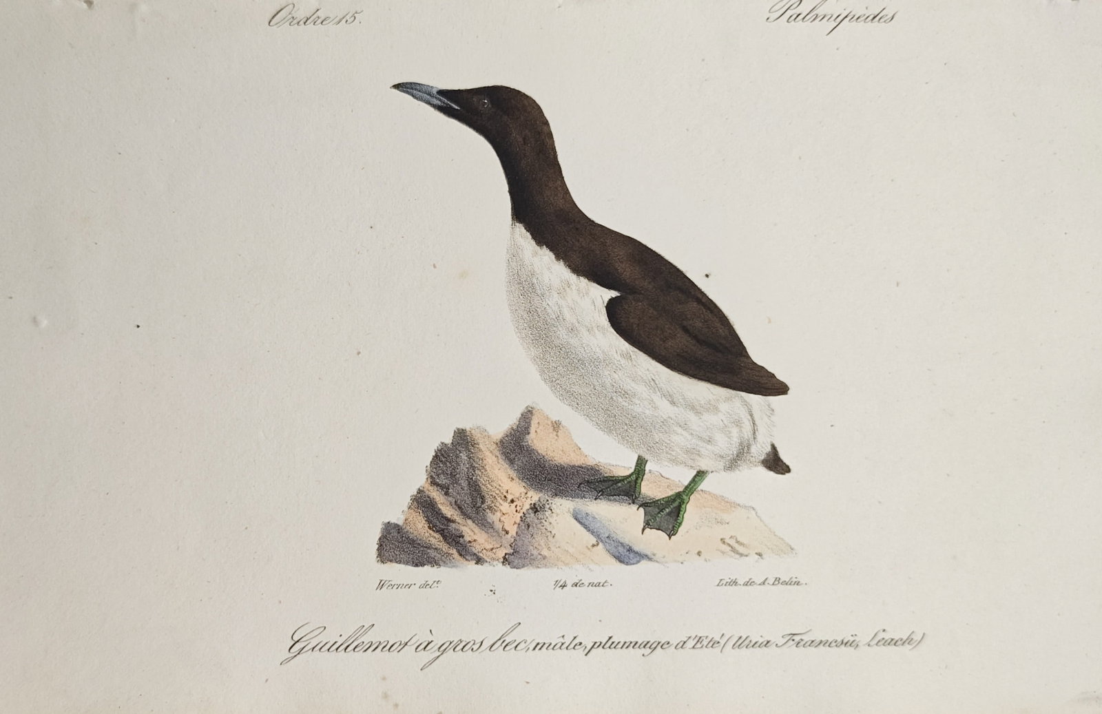 Jean Werner – Thick-Billed Murre – Lithograph (19th Century) (1 of 2)