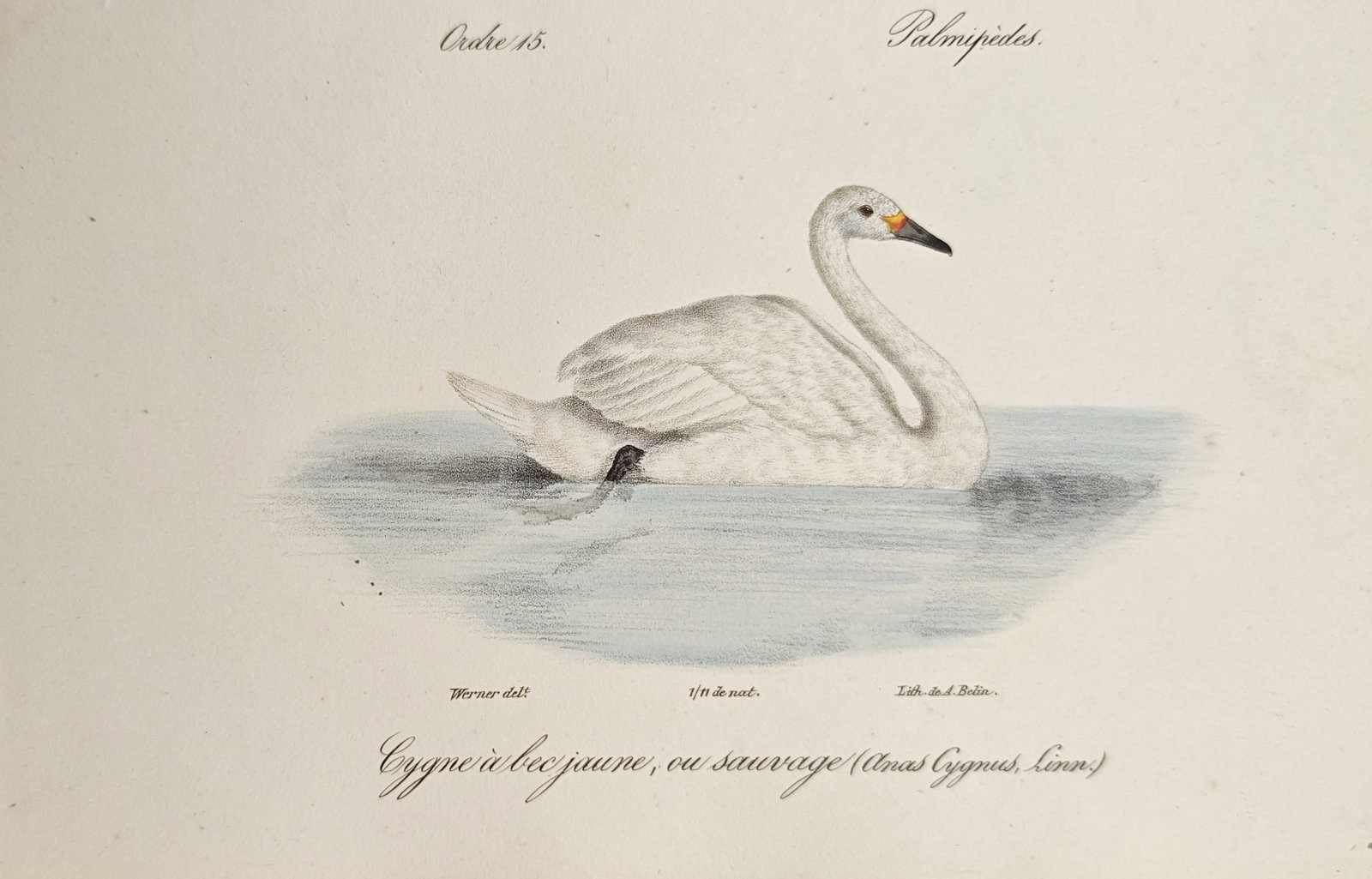 Jean Werner – Whooper Swan – Lithograph (19th Century): "Yellow-Billed or Wild Swan" presents an ornithological study illustrating a waterfowl with white plumage and a yellow and black bill resting upon calm water. Dating to the 19th century, this natural 