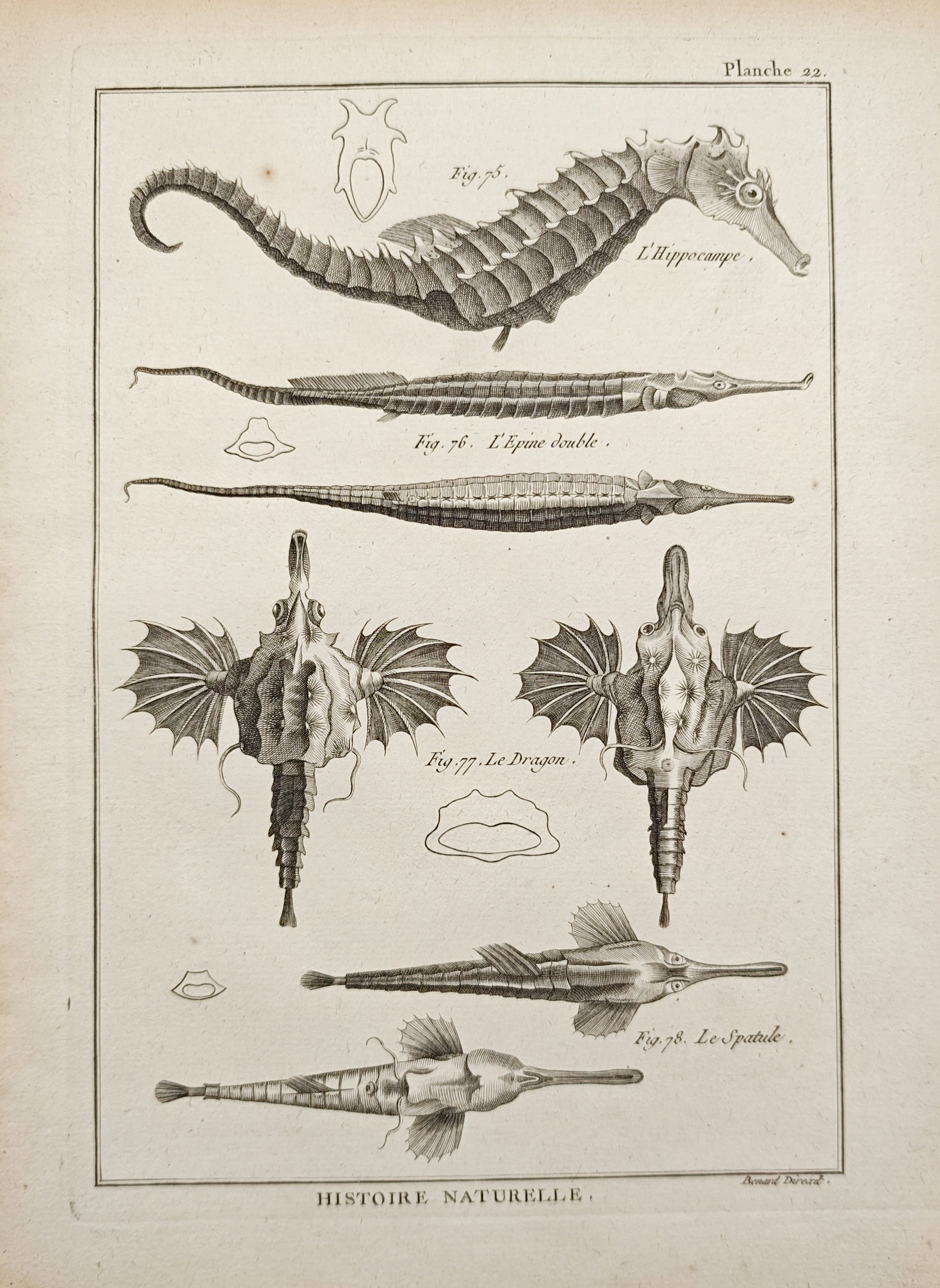Robert Bénard – Seahorse, Pipefish, and Sea Dragon Studies – Engraving (18th Century): "Natural History" presents an ichthyological study illustrating diverse marine fish species such as the seahorse, sea dragon, and slender pipefish alongside cross-sectional anatomical diagrams. The en