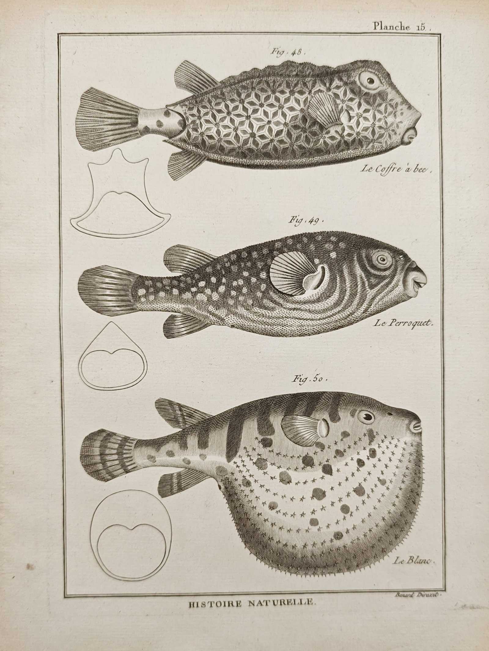 Robert Bénard – Boxfish and Pufferfish Studies – Engraving (18th Century): "Natural History" presents an ichthyological study illustrating diverse marine fish species such as the boxfish and pufferfish varieties alongside cross-sectional anatomical diagrams. The engraving do