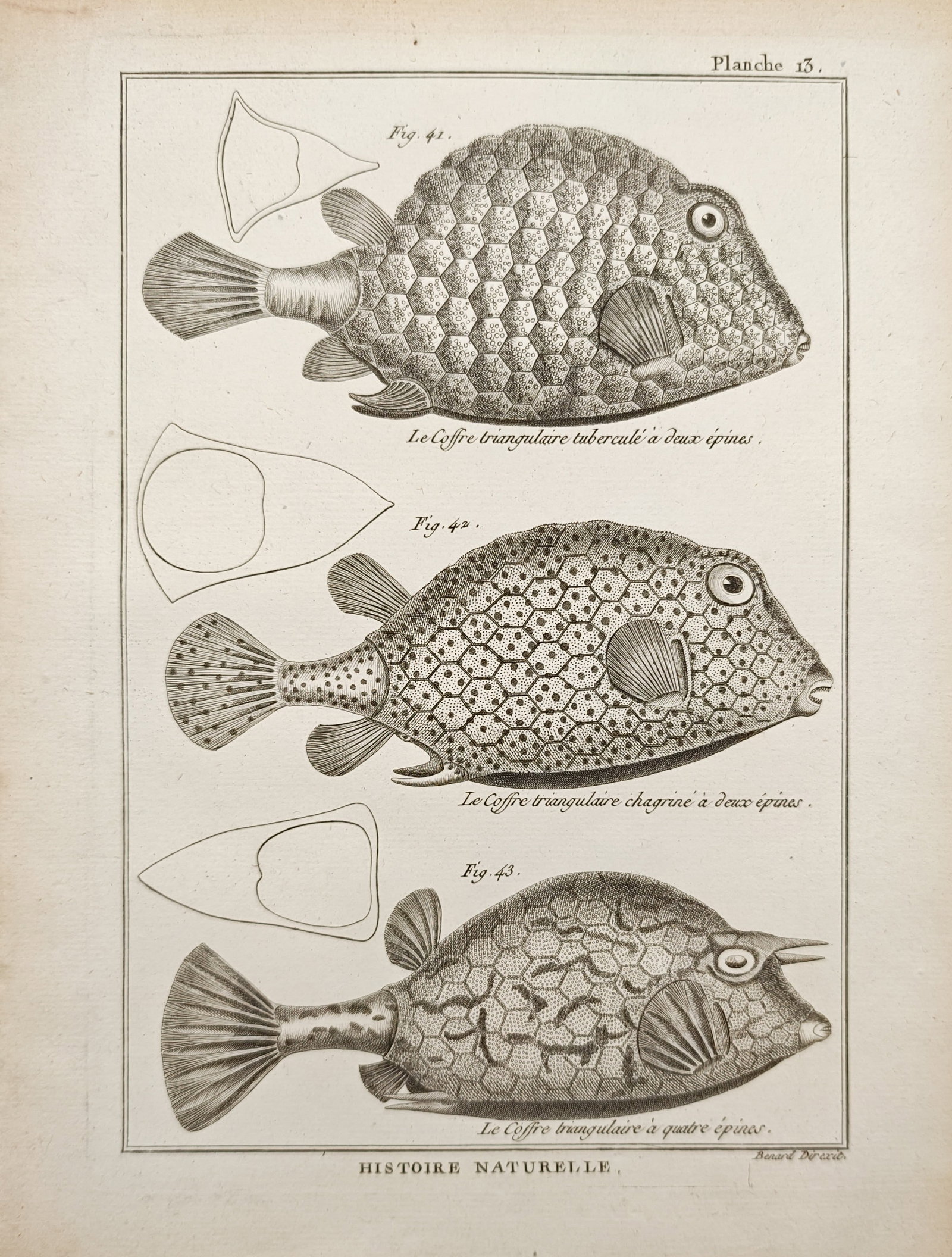 Robert Bénard – Triangular Boxfish and Trunkfish Studies – Engraving (18th Century) (1 of 2)