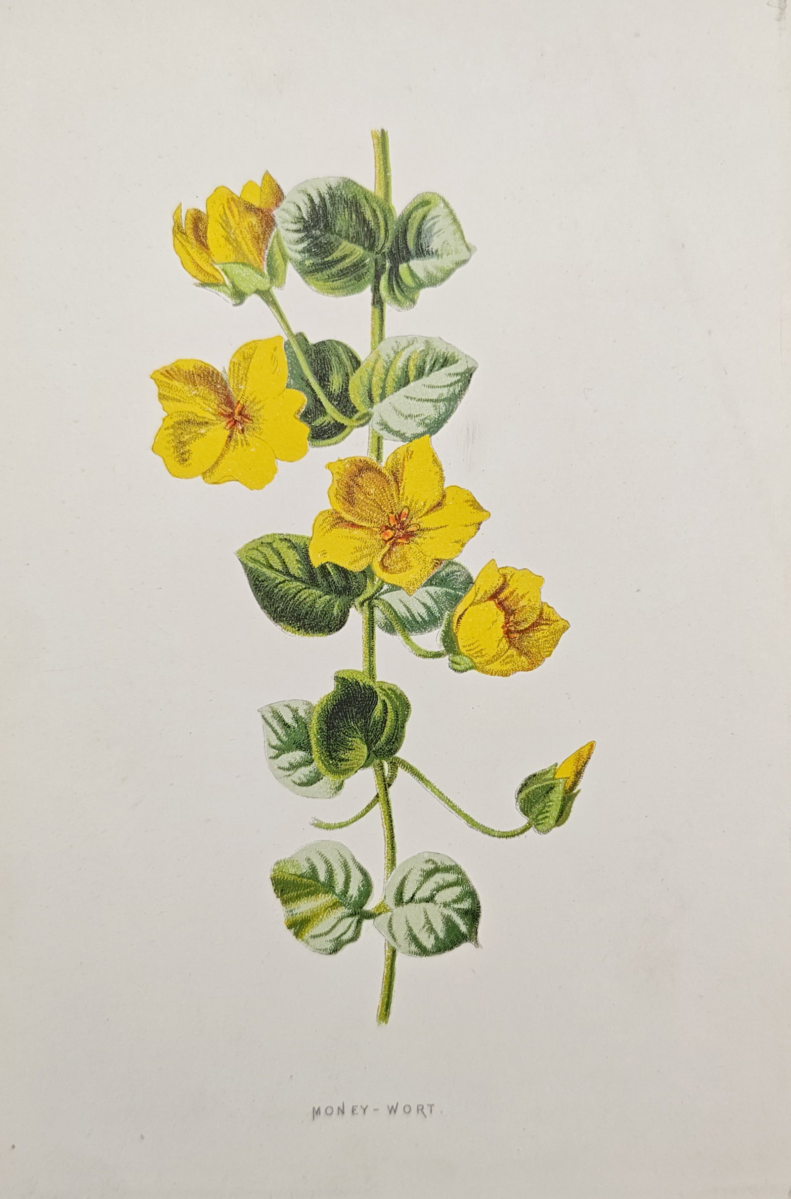 Frederick Edward Hulme – Botanical Study of Honey-Wort – Lithograph (19th Century): "Honey-Wort" presents a botanical study illustrating the vibrant yellow blossoms, delicate buds, and rounded green foliage of the flowering plant. Dating to the nineteenth century, this color lithogra
