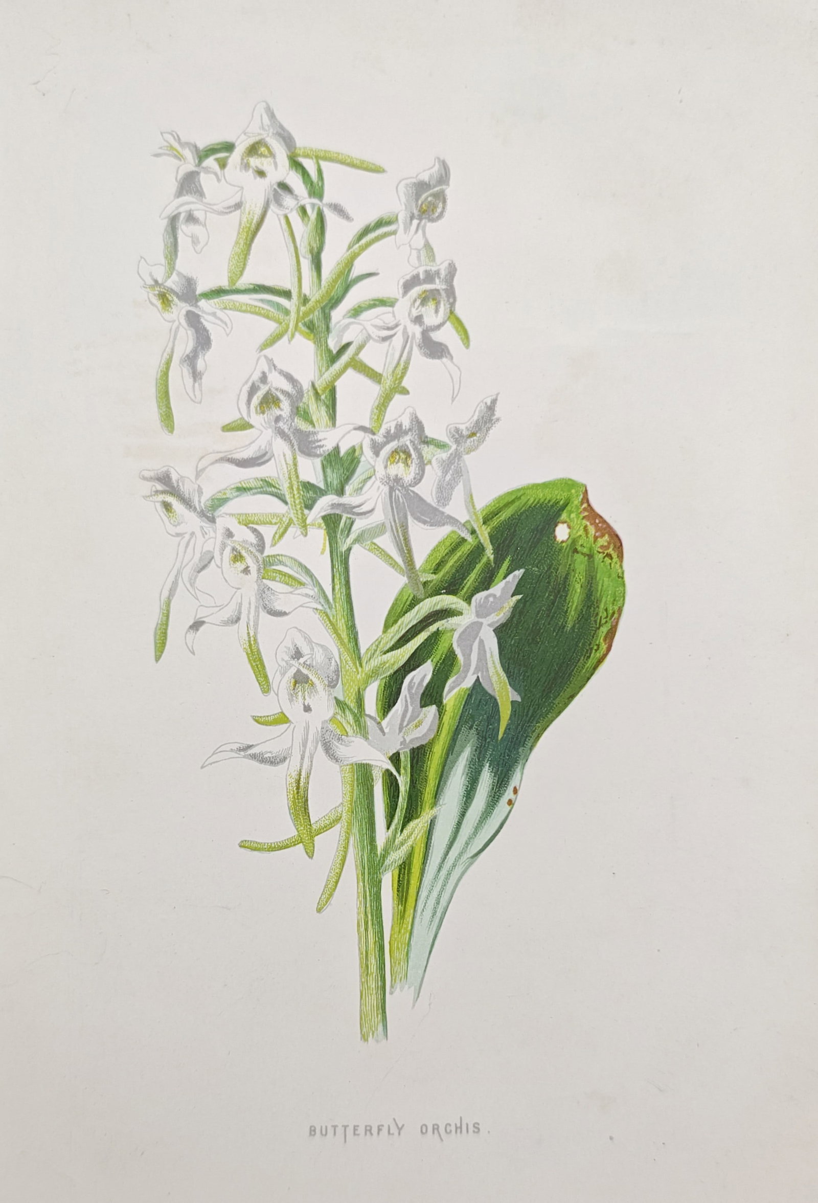 Frederick Edward Hulme – Botanical Study of Butterfly Orchis – Lithograph (19th Century) (1 of 2)