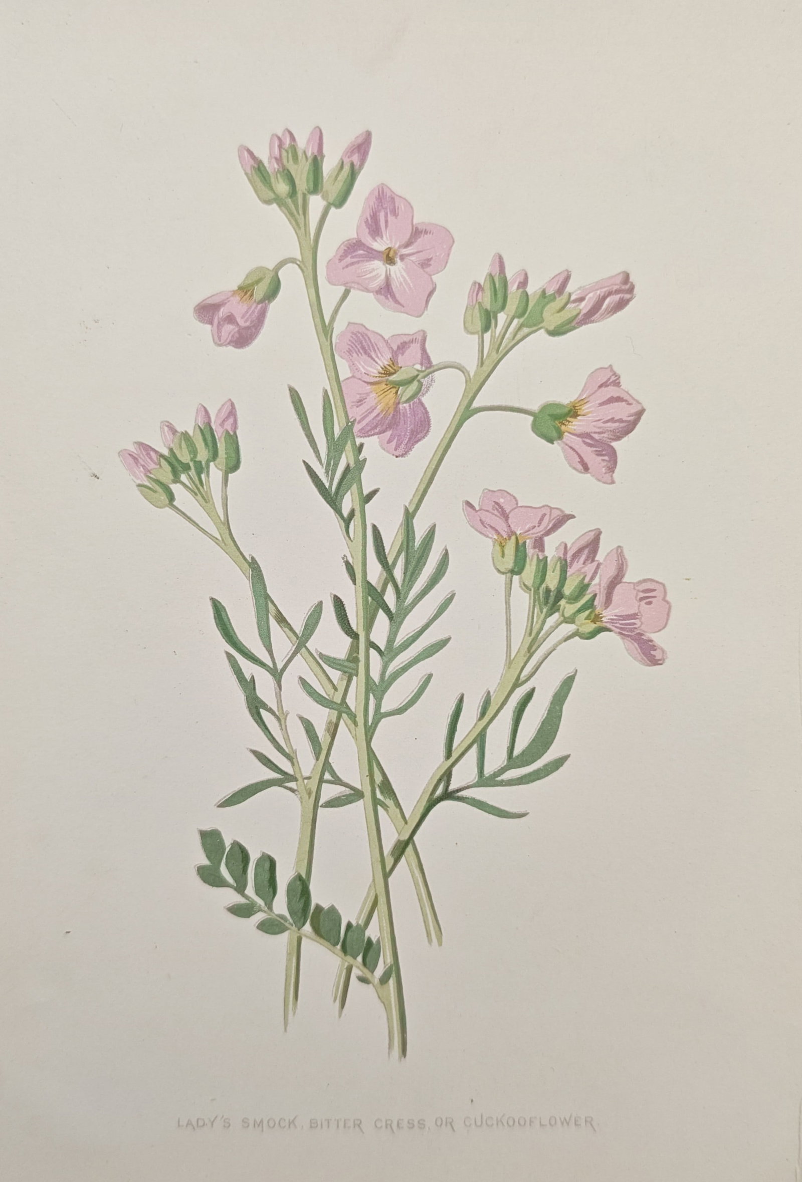 Frederick Edward Hulme – Botanical Study of Lady's Smock, Bittercress, or Cuckooflower (1 of 2)