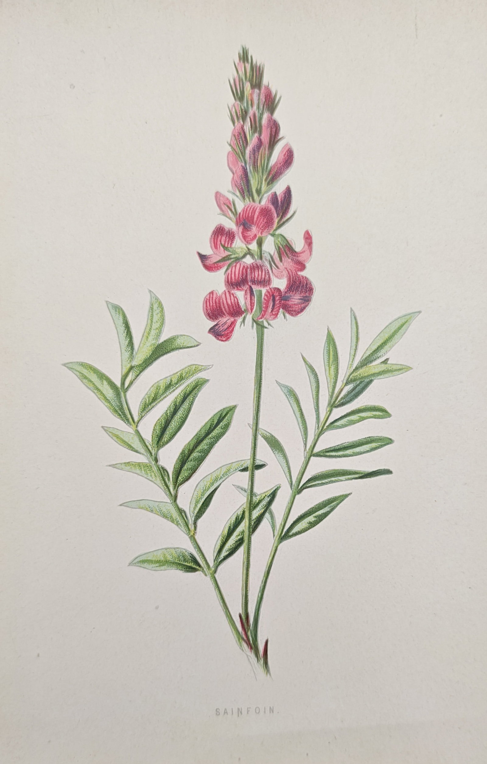 Frederick Edward Hulme – Botanical Study of Sainfoin – Lithograph (19th Century): "Sainfoin" presents a botanical study illustrating the upright raceme of pink blossoms, tapered buds, and pinnate green leaves of the leguminous wildflower. Dating to the nineteenth century, this colo