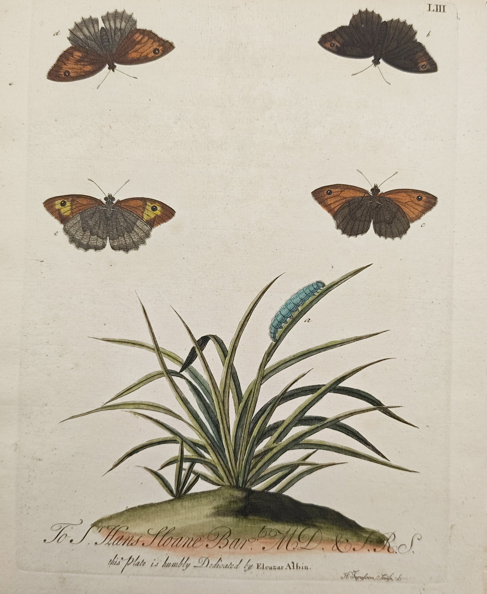 Eleazar Albin – Entomological Study of Gatekeeper Butterflies, Caterpillar, and Grass Tuft: "A Natural History of English Insects" presents an entomological study illustrating gatekeeper butterflies displaying upper and lower wing patterns alongside a feeding caterpillar perched upon a tuft 