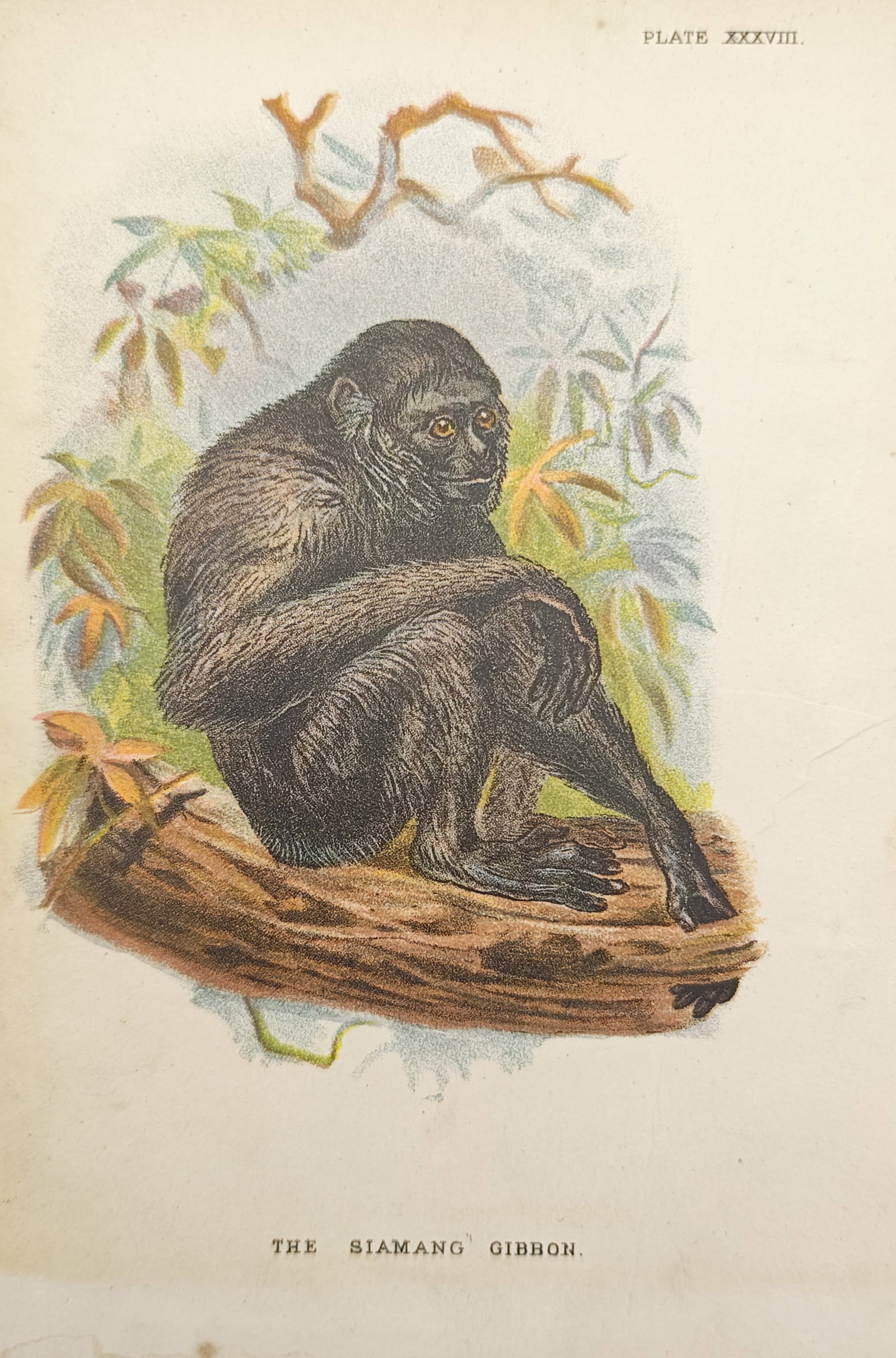Henry Ogg Forbes – Zoological Study of the Siamang Gibbon – Lithograph (19th Century): "The Siamang Gibbon" presents a zoological study illustrating a dark-furred ape resting upon a mossy branch amidst tropical arboreal foliage. Dating to the nineteenth century, this color lithograph do