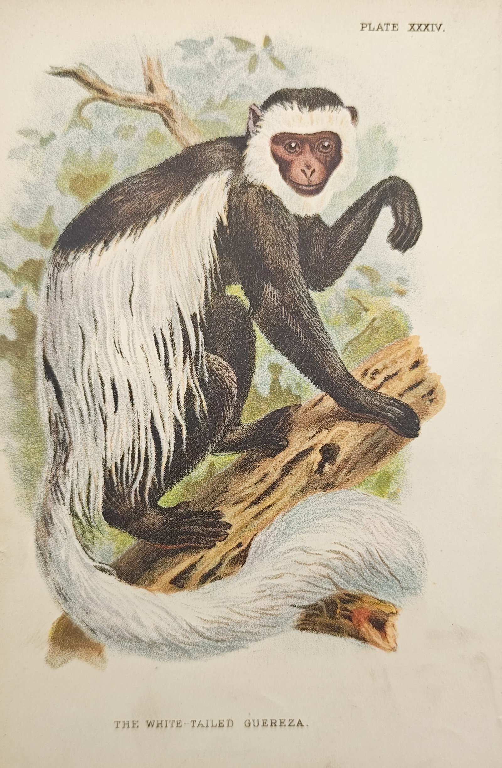 Henry Ogg Forbes – Zoological Study of the White-Tailed Guereza – Lithograph (19th Century): "The White-Tailed Guereza" presents a zoological study illustrating a black-and-white colobus monkey with long flowing mantle fur and a bushy plume tail perched upon a tree branch amidst forest foliag