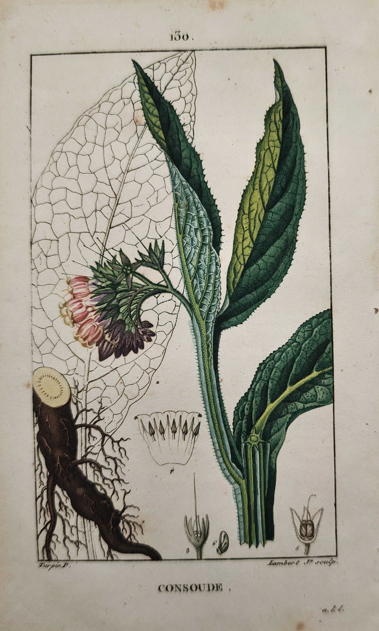 Pierre Jean François Turpin – Botanical Study of Comfrey – Engraving (19th Century): "Comfrey" presents a botanical study illustrating the root structure, broad foliage, venation, blooming inflorescence, and anatomical floral dissections of the comfrey plant. Dating to the nineteenth 