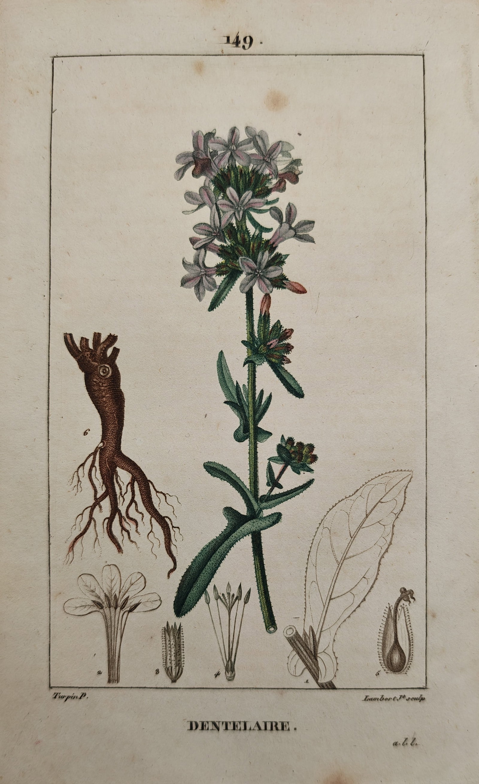 Pierre Jean François Turpin – Botanical Study of Leadwort – Engraving (19th Century): "Dentelaire" presents a botanical study illustrating the root structure, slender stem, blooming floral spike, and delicate anatomical dissections of the leadwort plant. Dating to the nineteenth centur