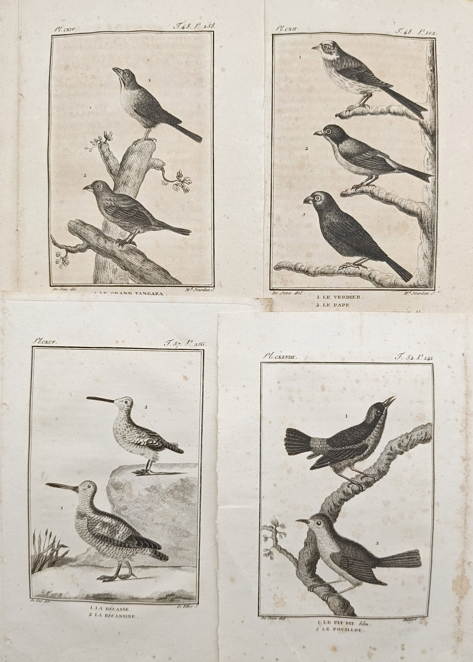 Georges-Louis Leclerc, Comte de Buffon – Set of 4: Ornithological Studies of Birds – Engravings: "Ornithological Studies" presents a natural history study illustrating varied avian species, including tanagers, finches, snipes, and perching songbirds resting upon branches and natural terrain. Dati