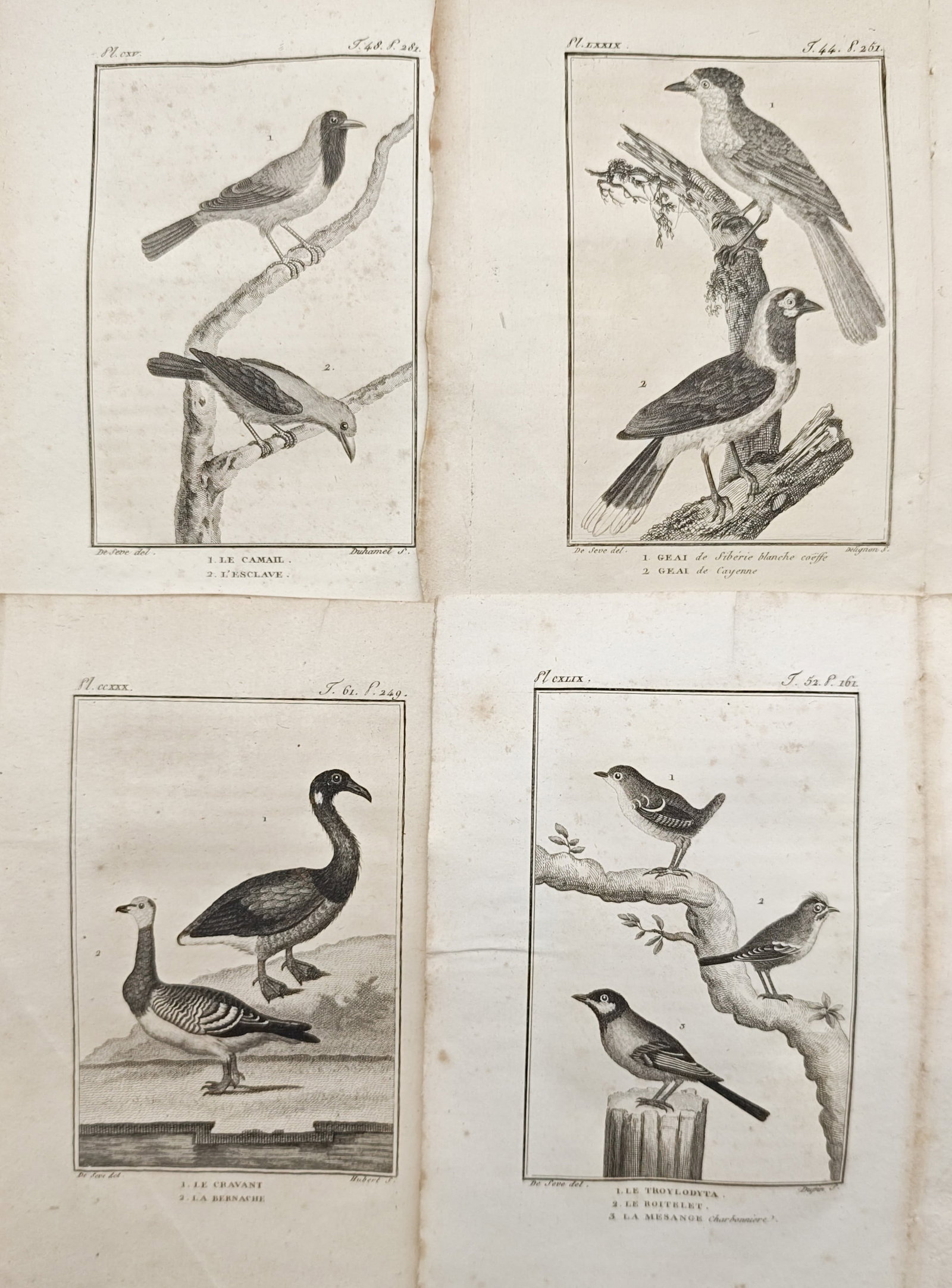 Georges-Louis Leclerc, Comte de Buffon – Set of 4: Studies of Jays, Waterfowl, and Wrens: "Studies of Geese and Passerines" presents a natural history study illustrating varied avian subjects including woodland jays, wild geese, and small perching passerines depicted within rustic landscap