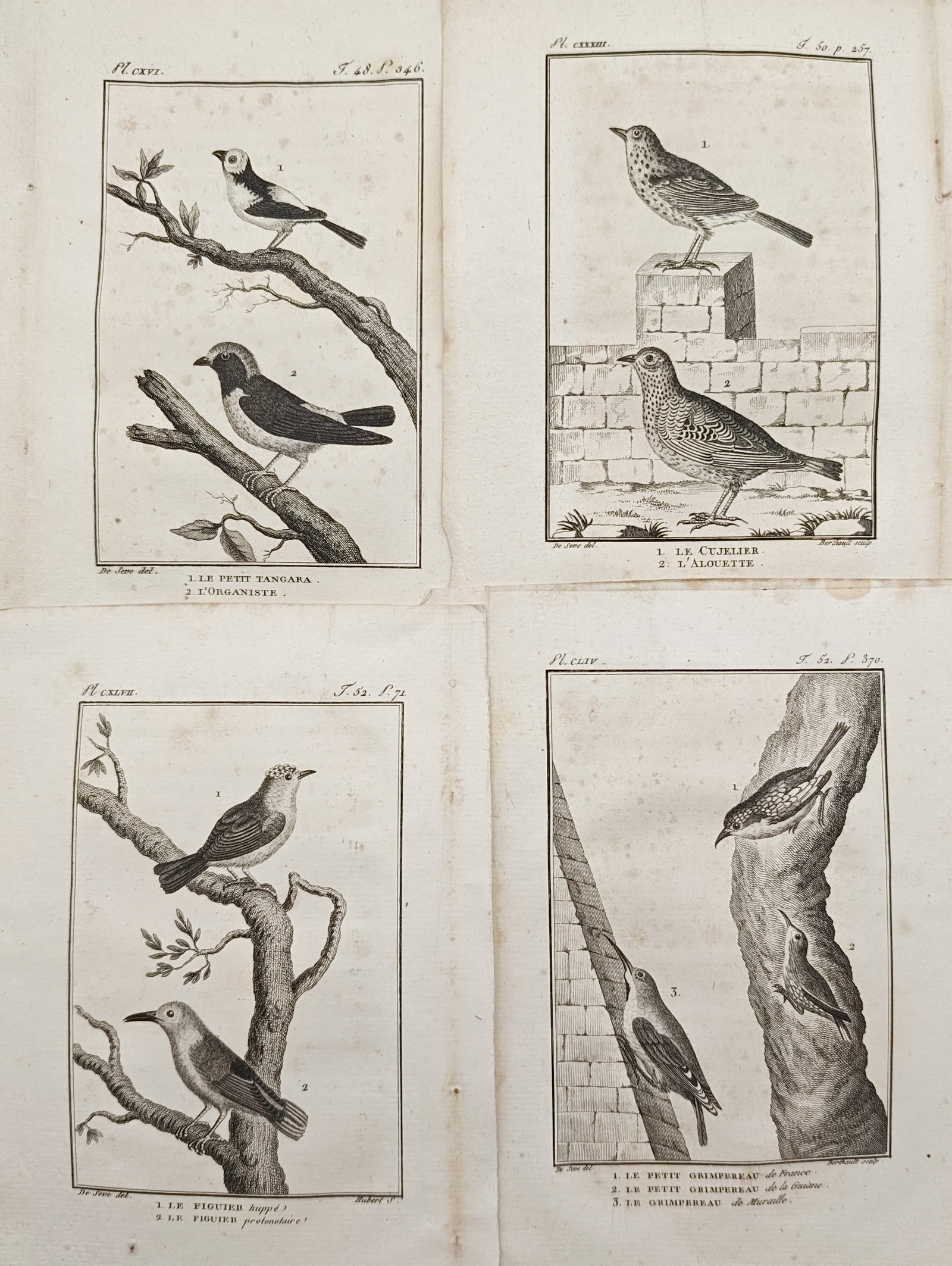 Georges-Louis Leclerc, Comte de Buffon – Set of 4: Studies of Treecreepers and Songbirds: "Studies of Small Tanagers, Larks, and Treecreepers" presents a natural history study illustrating varied passerine species, including small tanagers, larks, warblers, and treecreepers clinging to tre