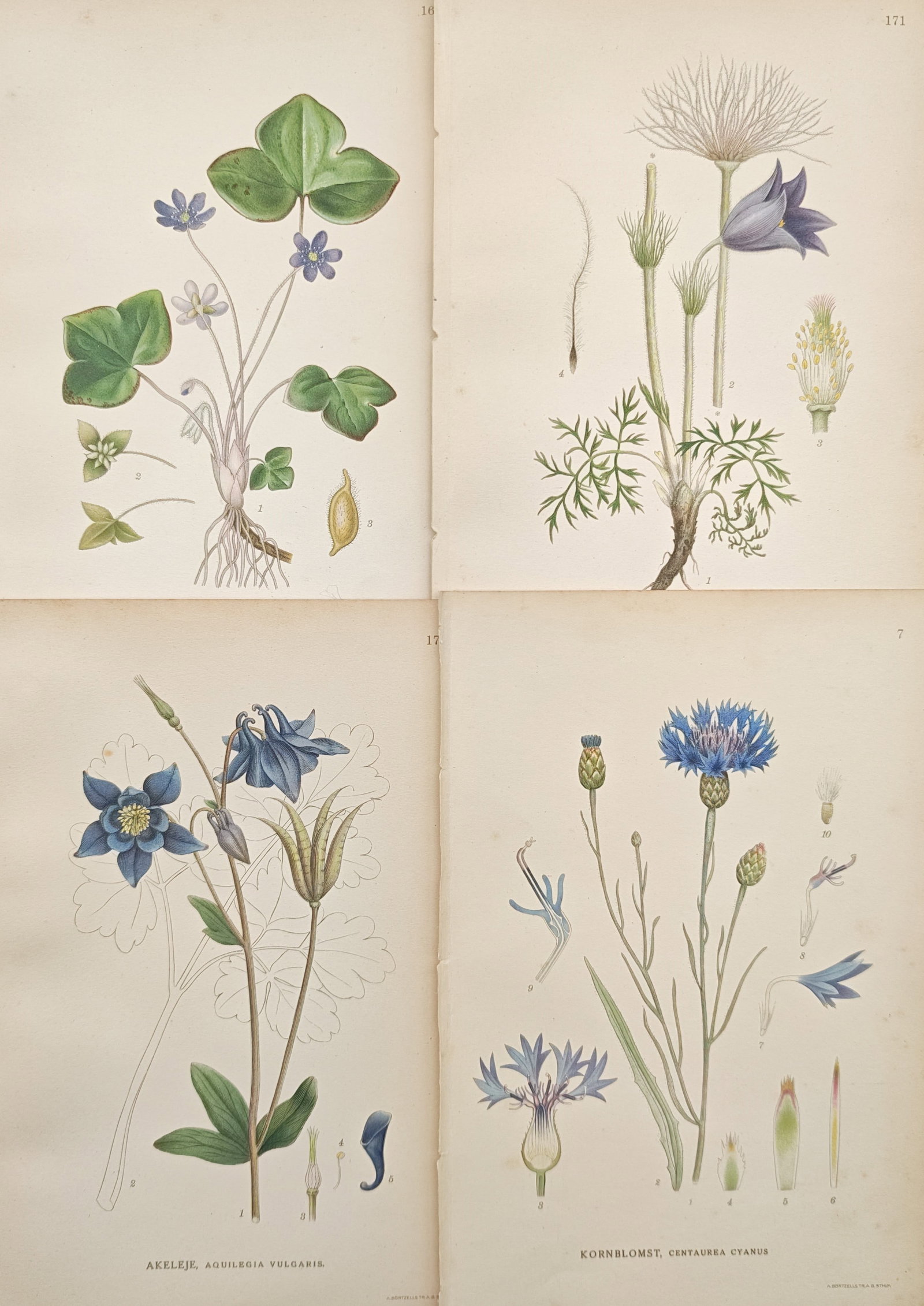 Carl Lindman – Set of 4: Botanical Studies of Columbine, Cornflower, Liverleaf – Lithographs: "Studies of Columbine, Cornflower, Liverleaf, and Pasqueflower" presents a botanical study illustrating the root systems, vibrant blossoms, foliage, seed structures, and detailed floral dissections of
