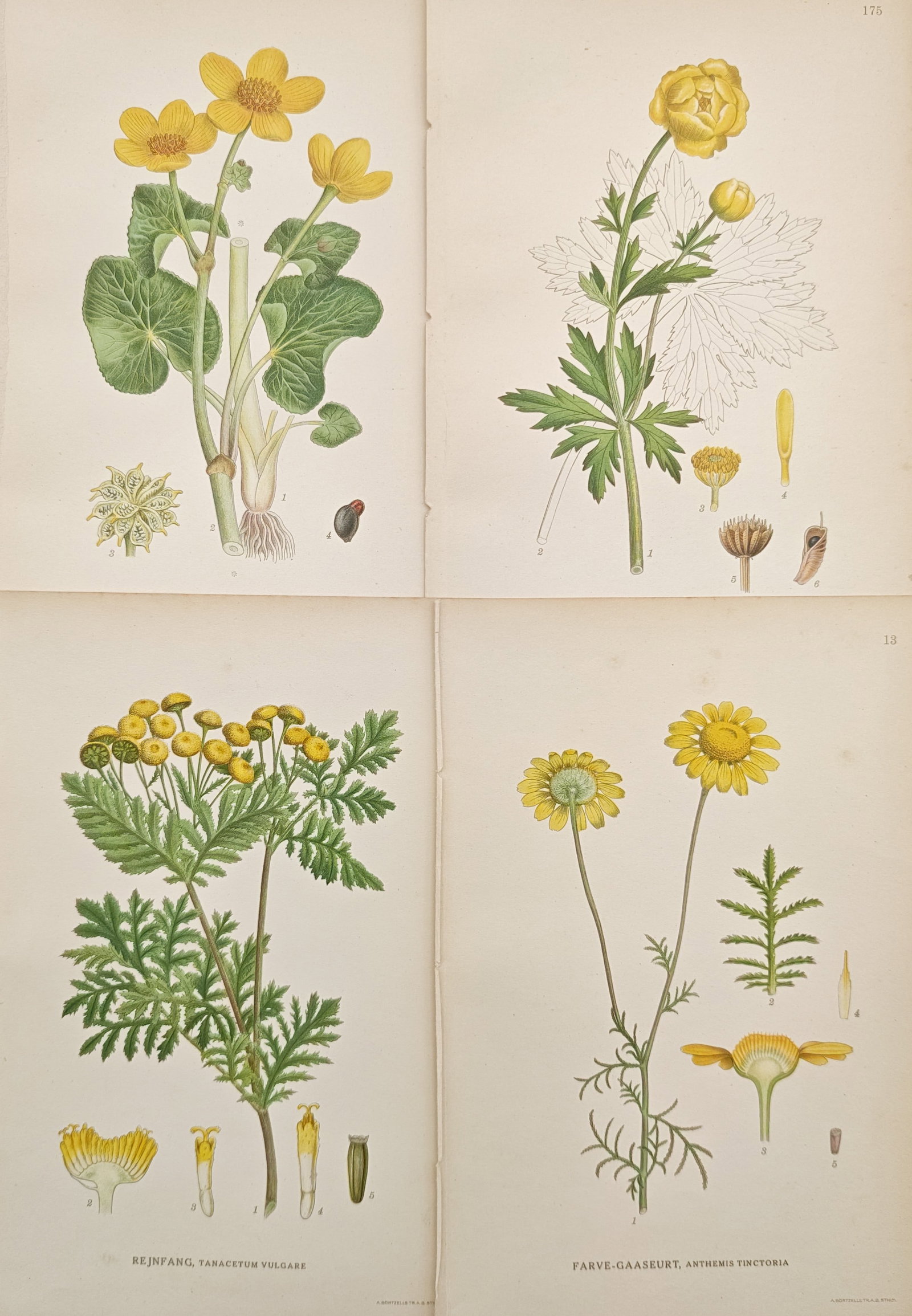 Carl Lindman – Set of 4: Botanical Studies of Marsh Marigold, Globeflower – Lithographs: "Studies of Marsh Marigold, Globeflower, Tansy, and Yellow Chamomile" presents a botanical study illustrating the lush stems, distinctive yellow blossoms, varied foliage, and intricate anatomical diss