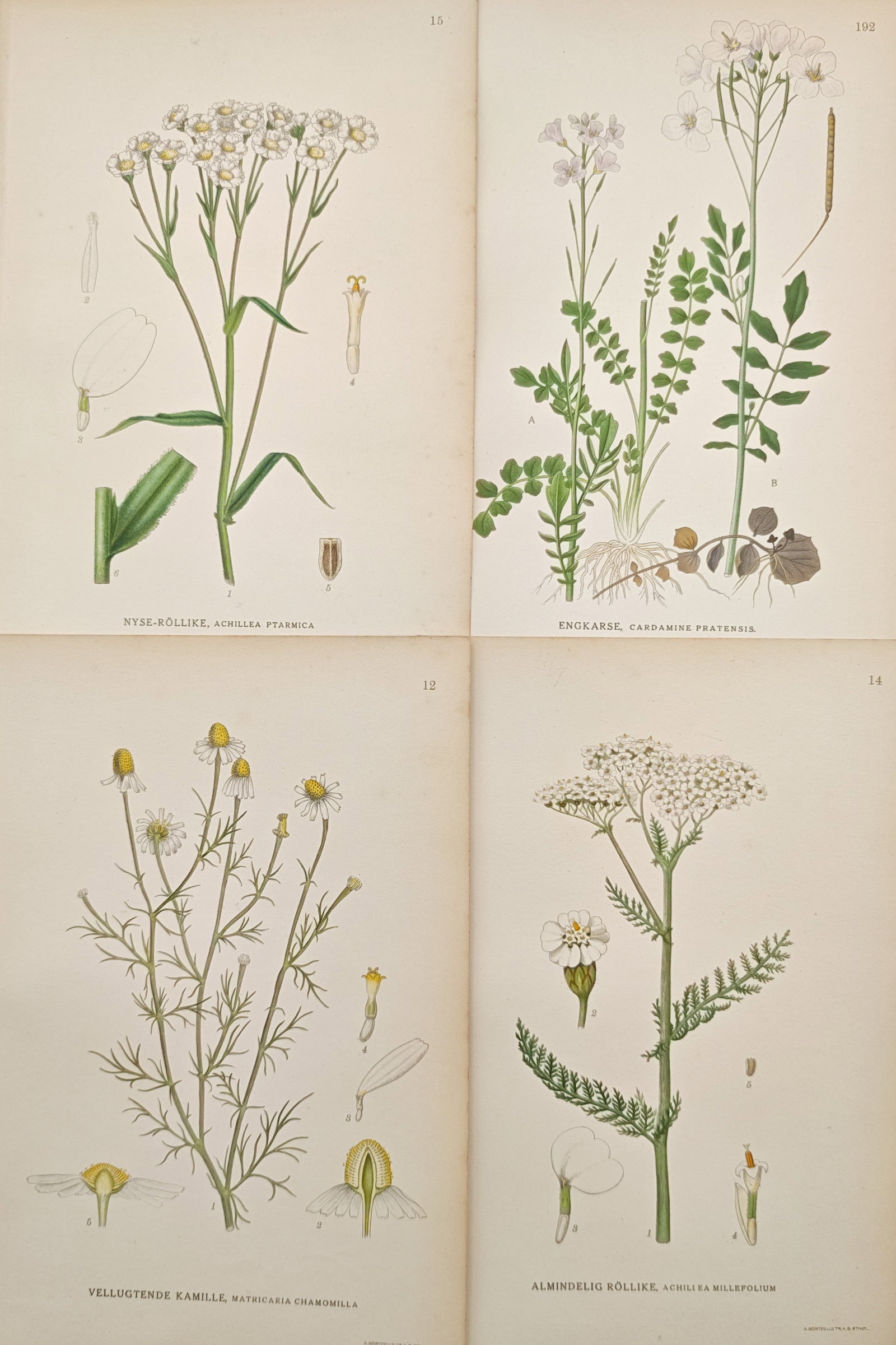 Carl Lindman – Set of 4: Botanical Studies of Sneezewort, Cuckooflower, Scented Mayweed: "Studies of Sneezewort, Cuckooflower, Scented Mayweed, and Yarrow" presents a botanical study illustrating the delicate flowering umbels, compound foliage, root systems, and detailed floral dissection