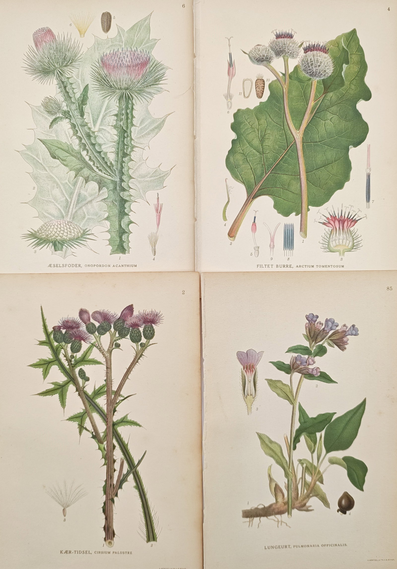 Carl Lindman – Set of 4: Botanical Studies of Cotton Thistle, Woolly Burdock – Lithographs (1 of 2)
